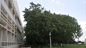 Liberty Square, Darwin