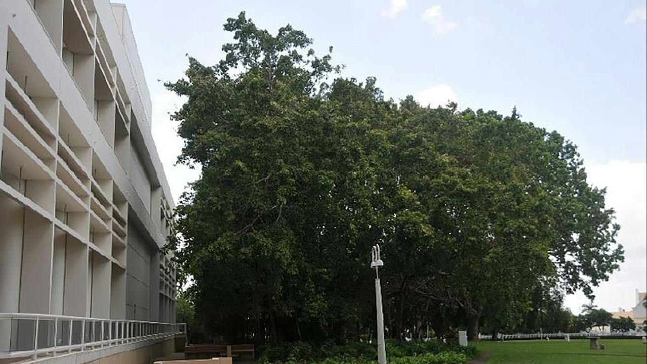 Banyan tree (note astonomical plinth and plaque to the right)