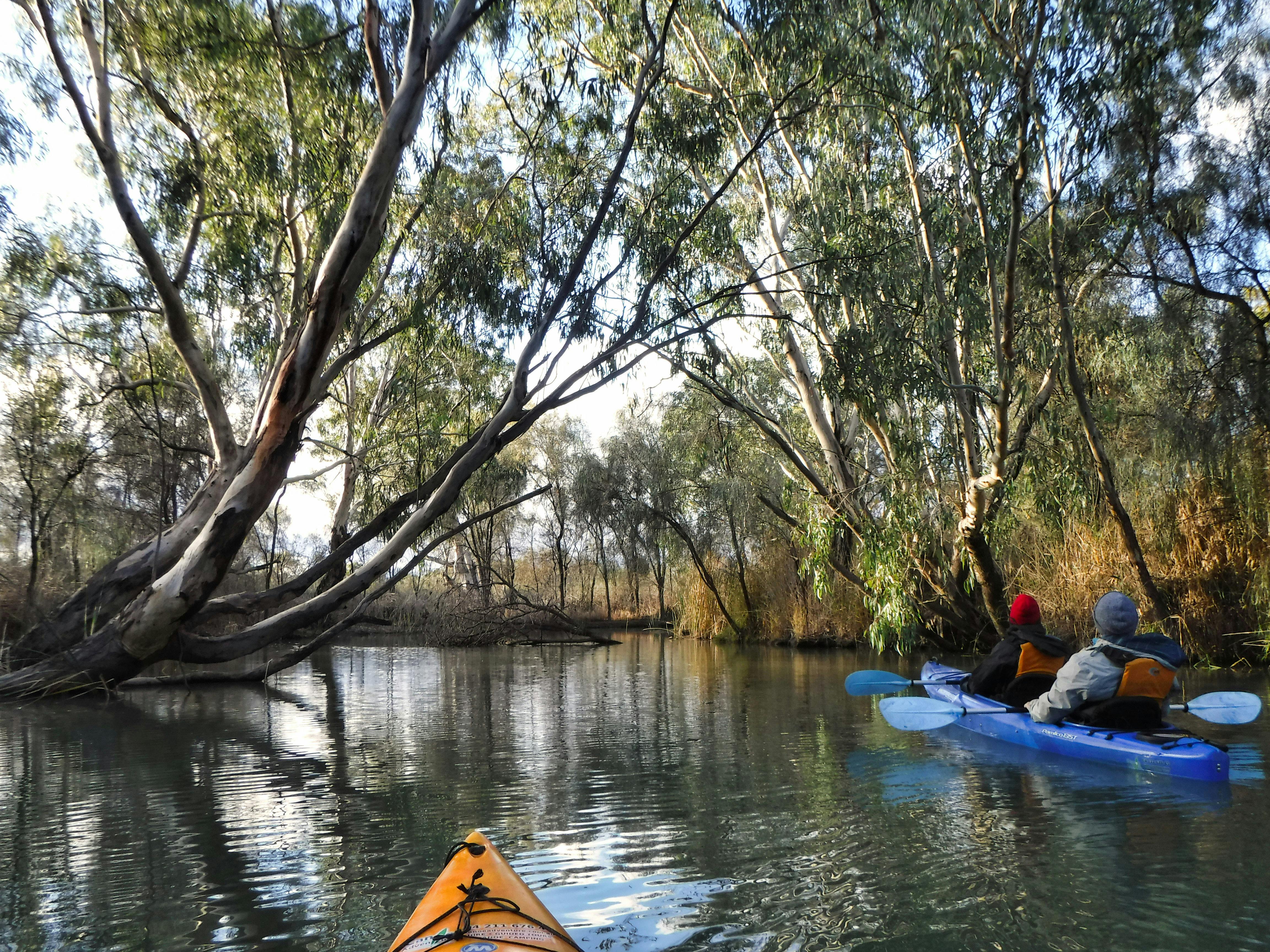 Kayakers paddle under a tunnel of overhanging eucalypt trees