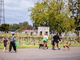 Walkers along the Coonawarra Walking Trail