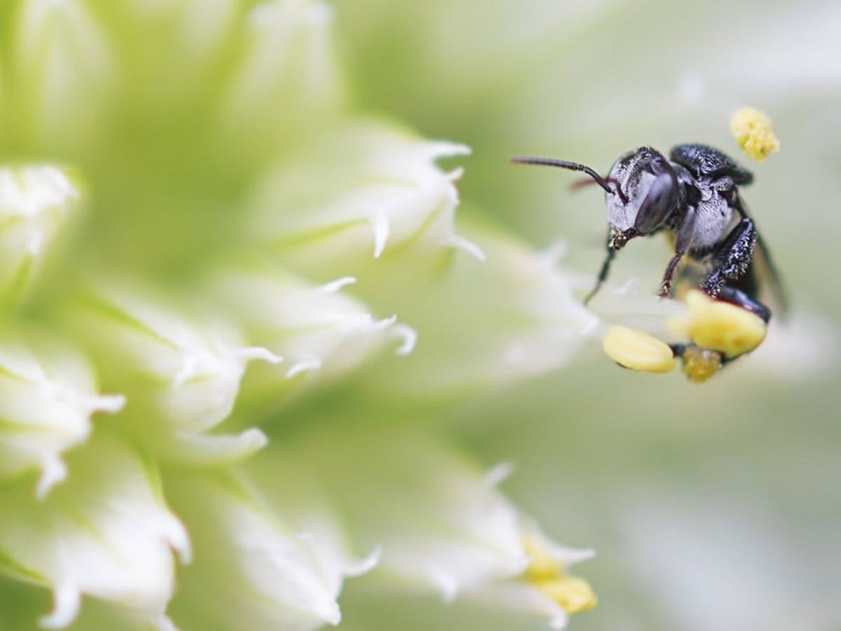 Australian Stingless Native Bee