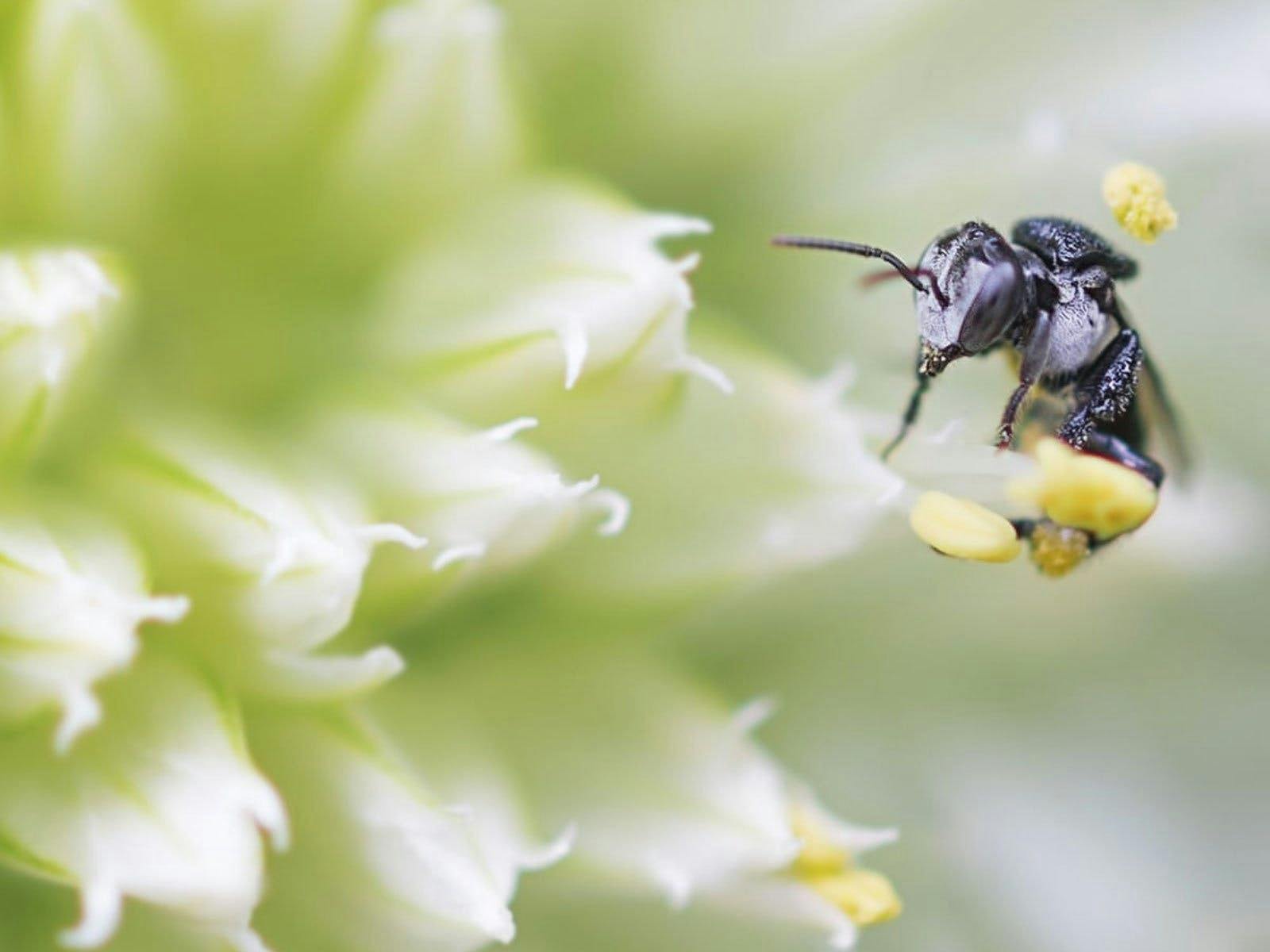 Australian Stingless Native Bee Australian Stingless Native Bee