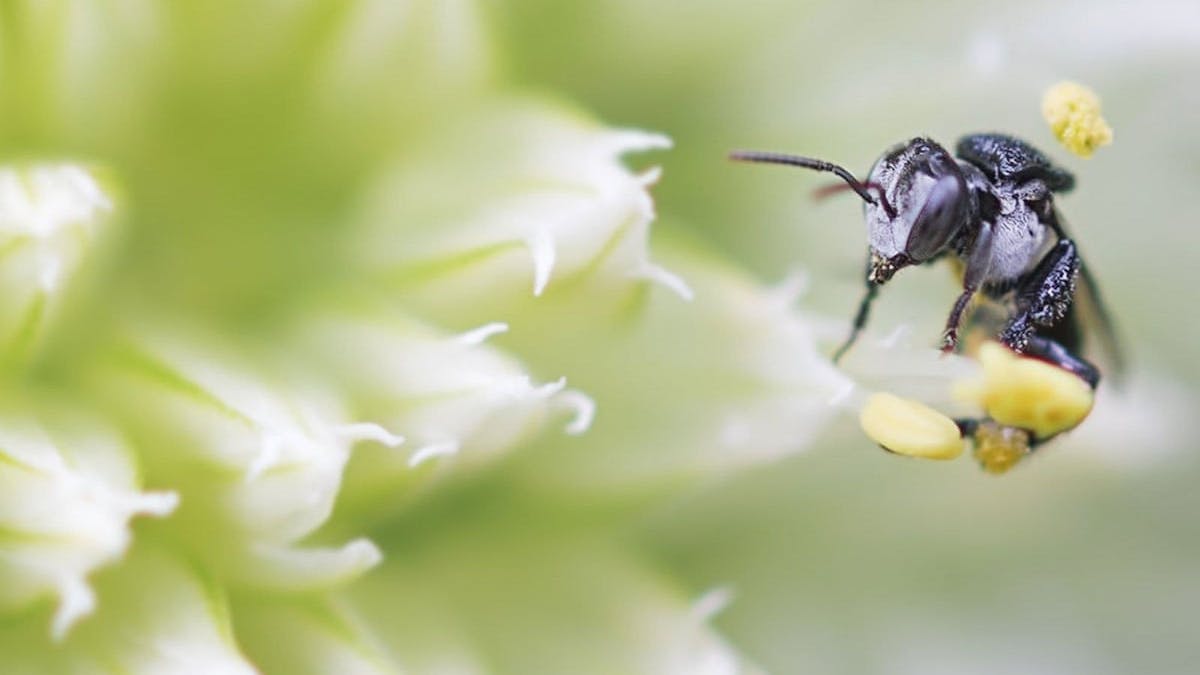 Australian Stingless Native Bee