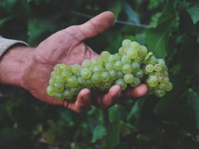 The Tasting Table: A Celebration of Chardonnay