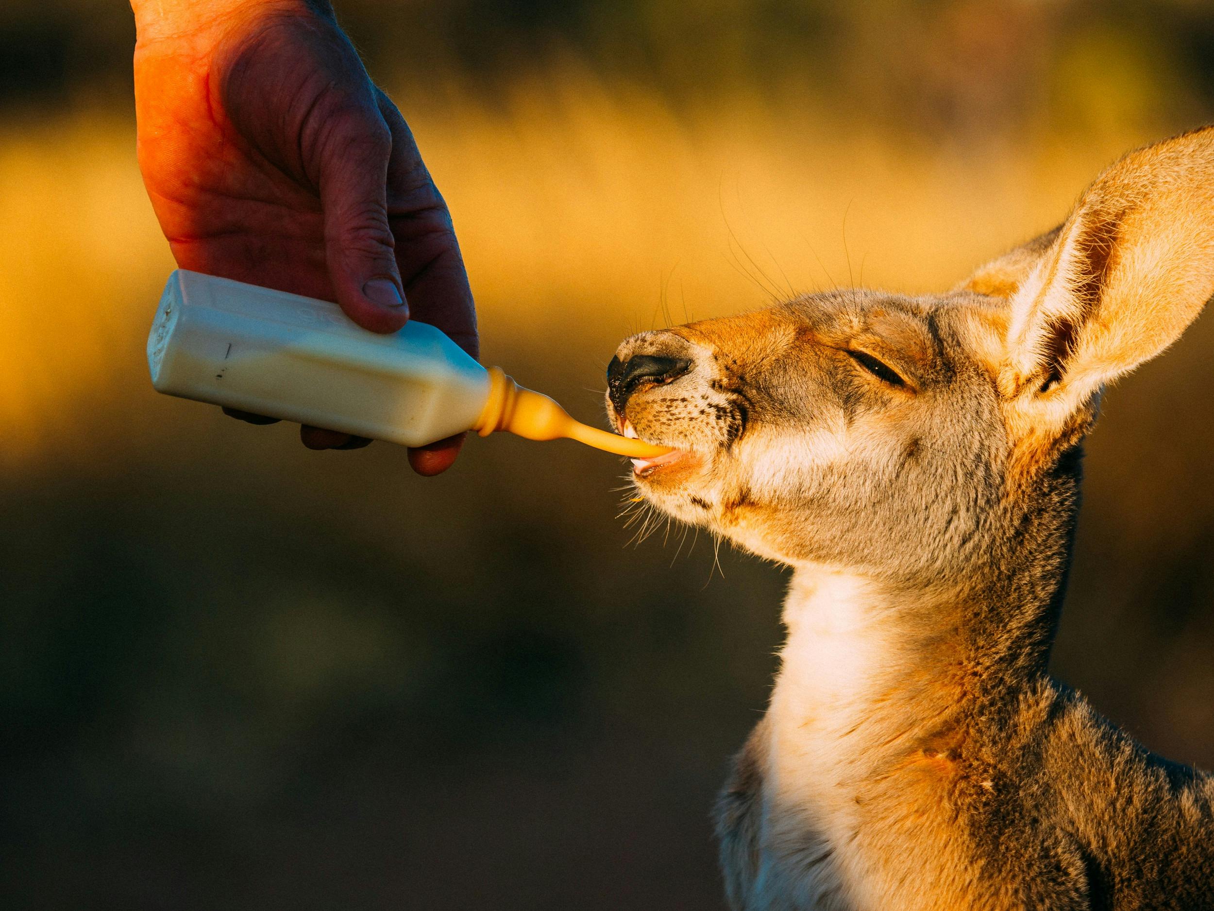 The Kangaroo Sanctuary