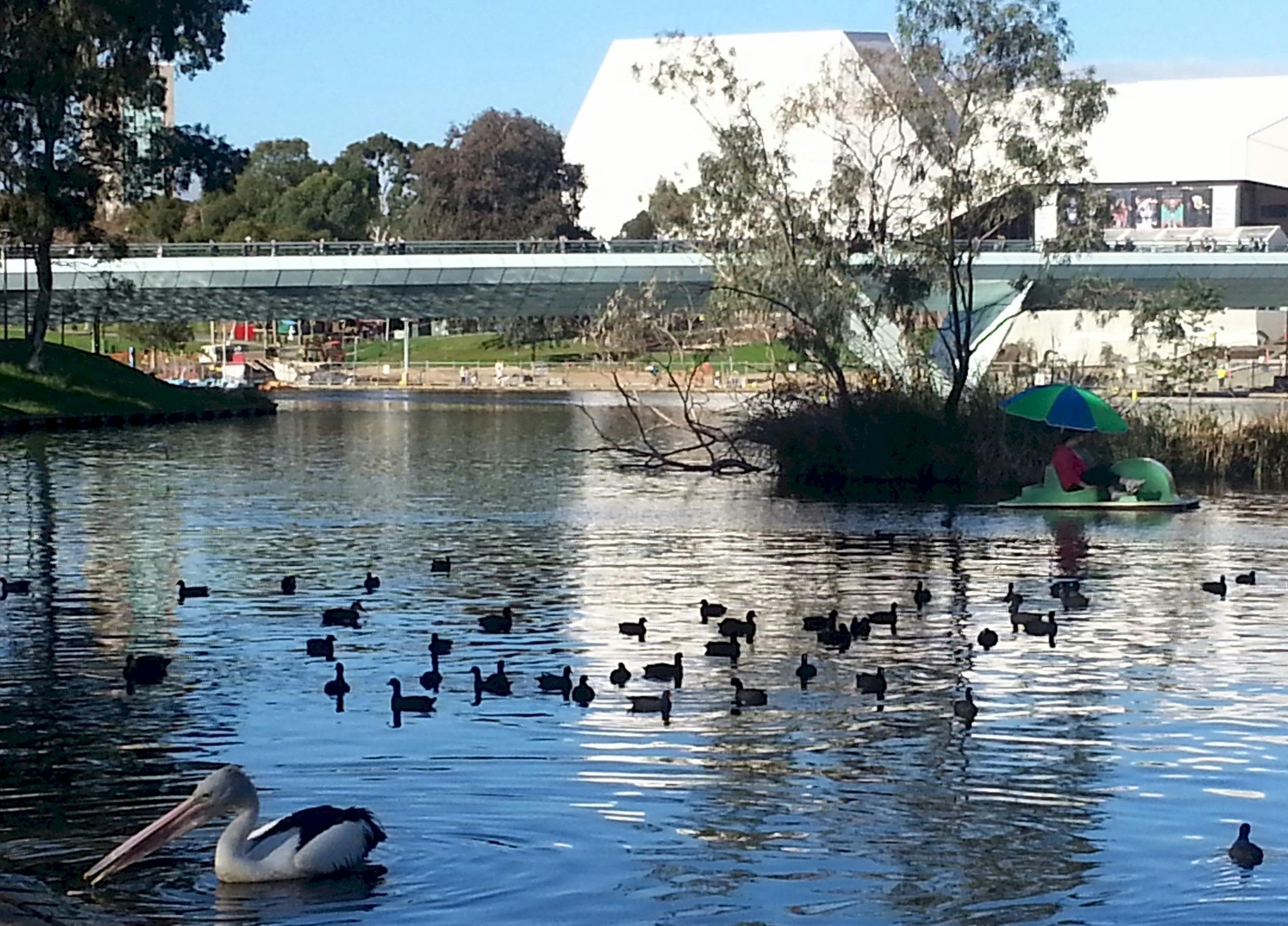 Water birds at Pinky Flat