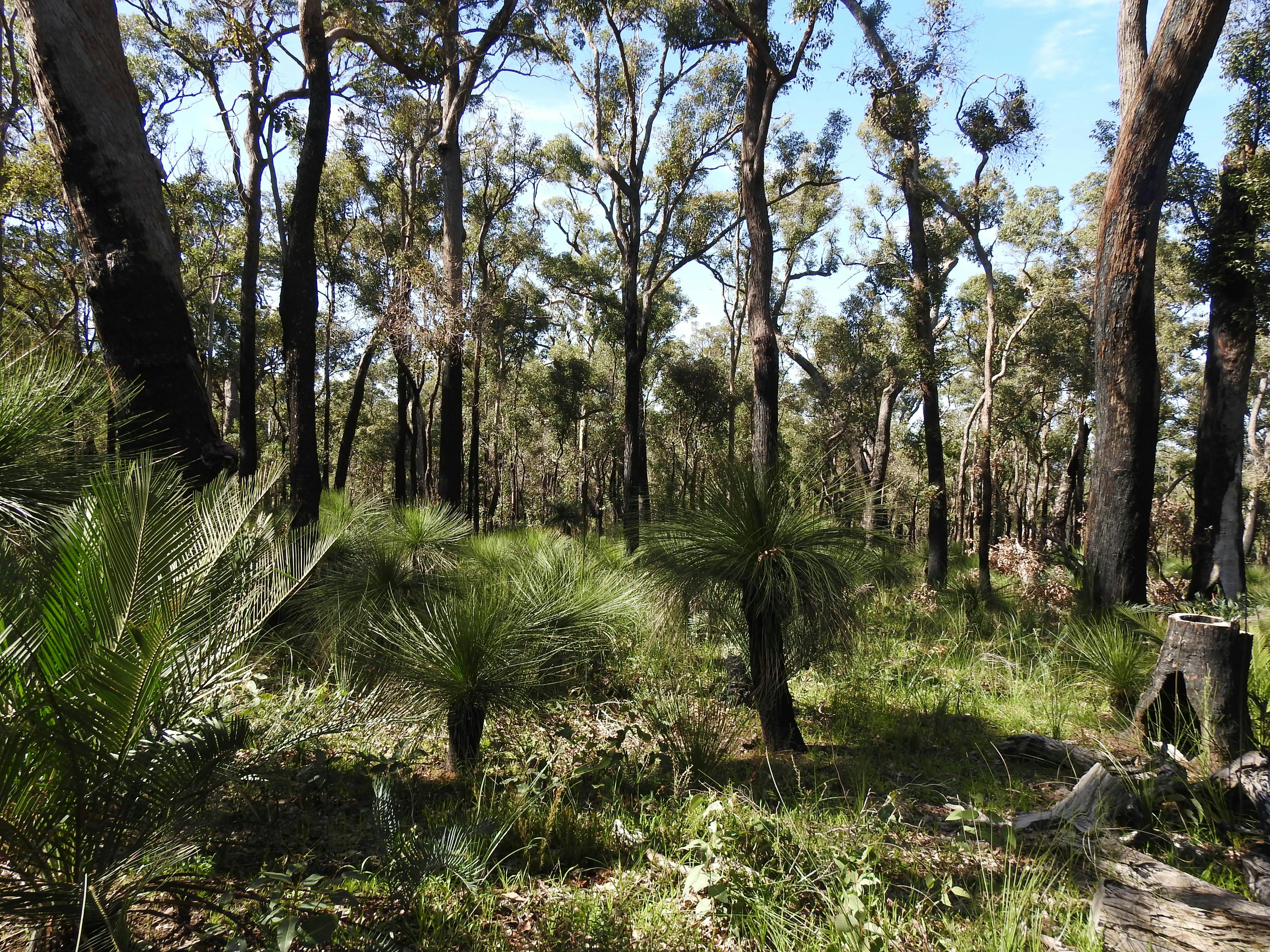 vegetation