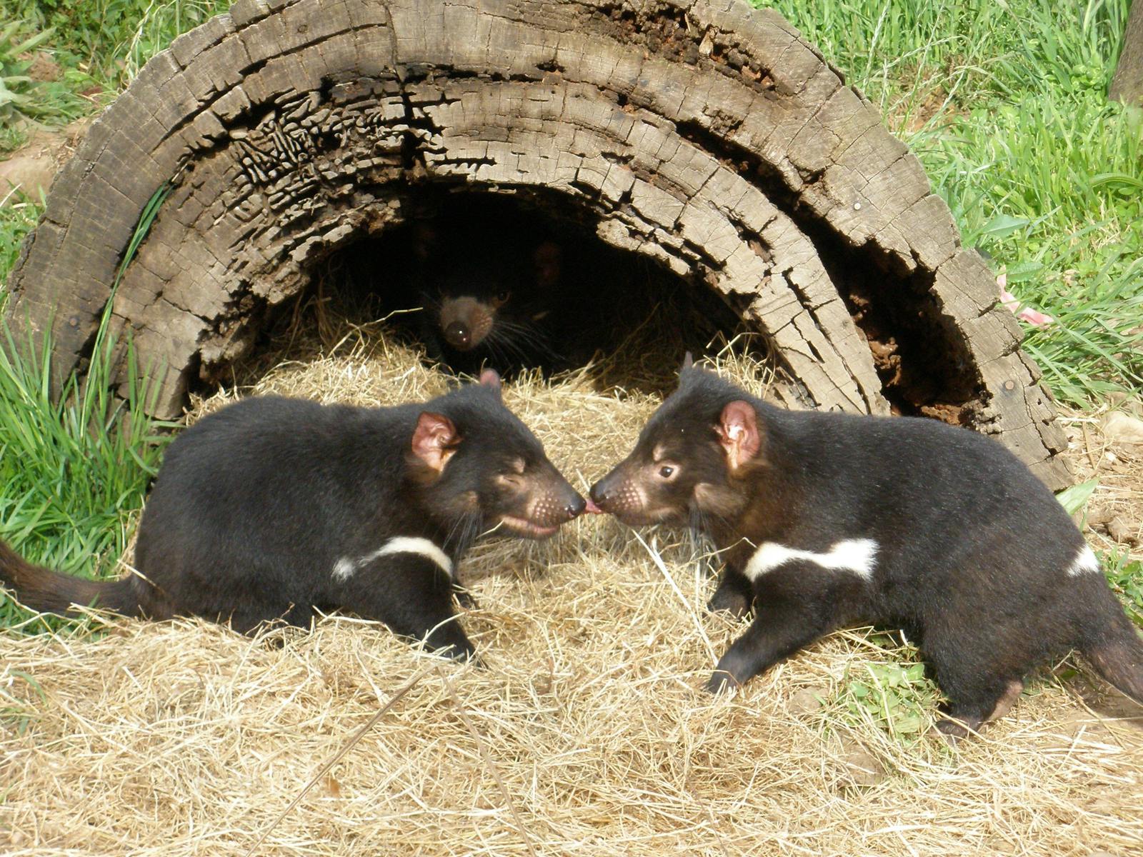 Wings Wildlife Park