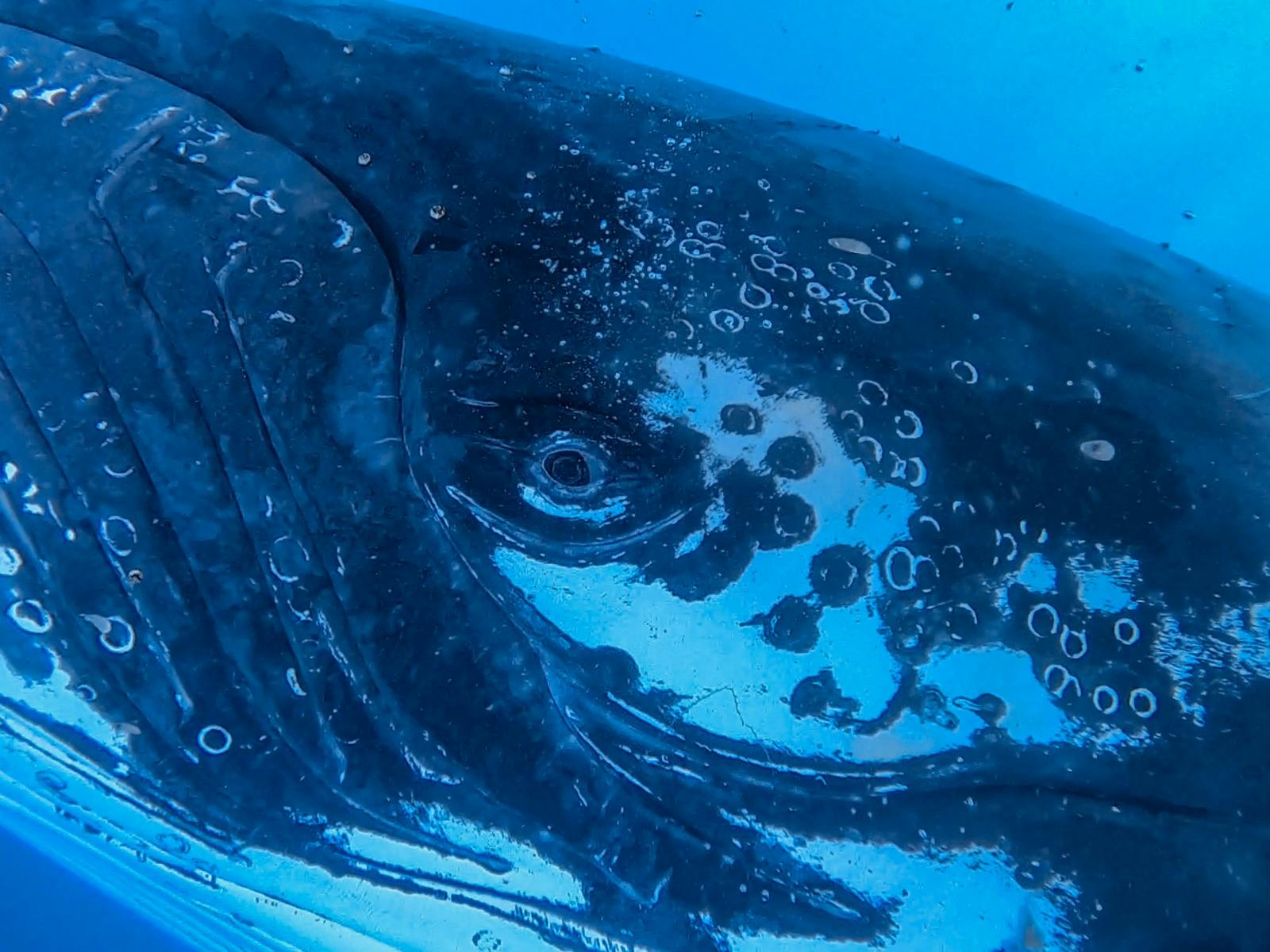 Eye to eye with a Humpback Whale on the Sunshine Coast