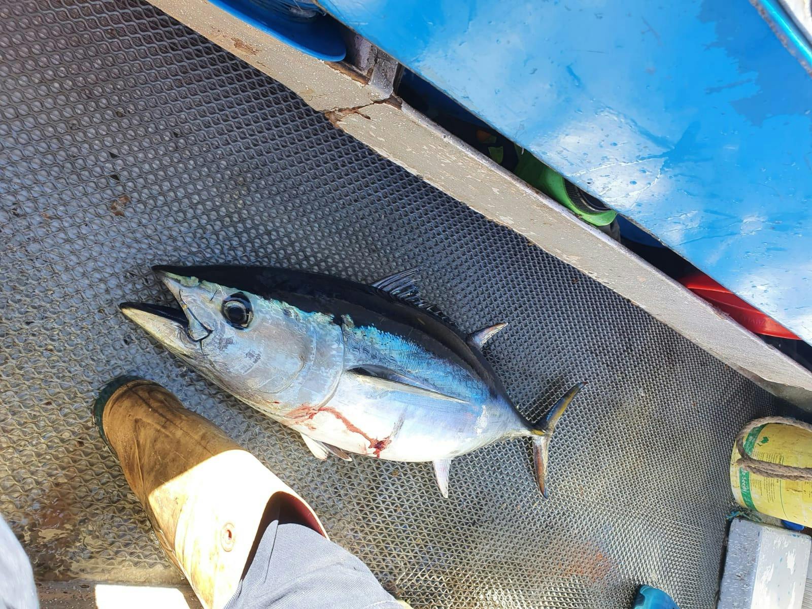 Learn the art of tuna fishing from our experienced guides