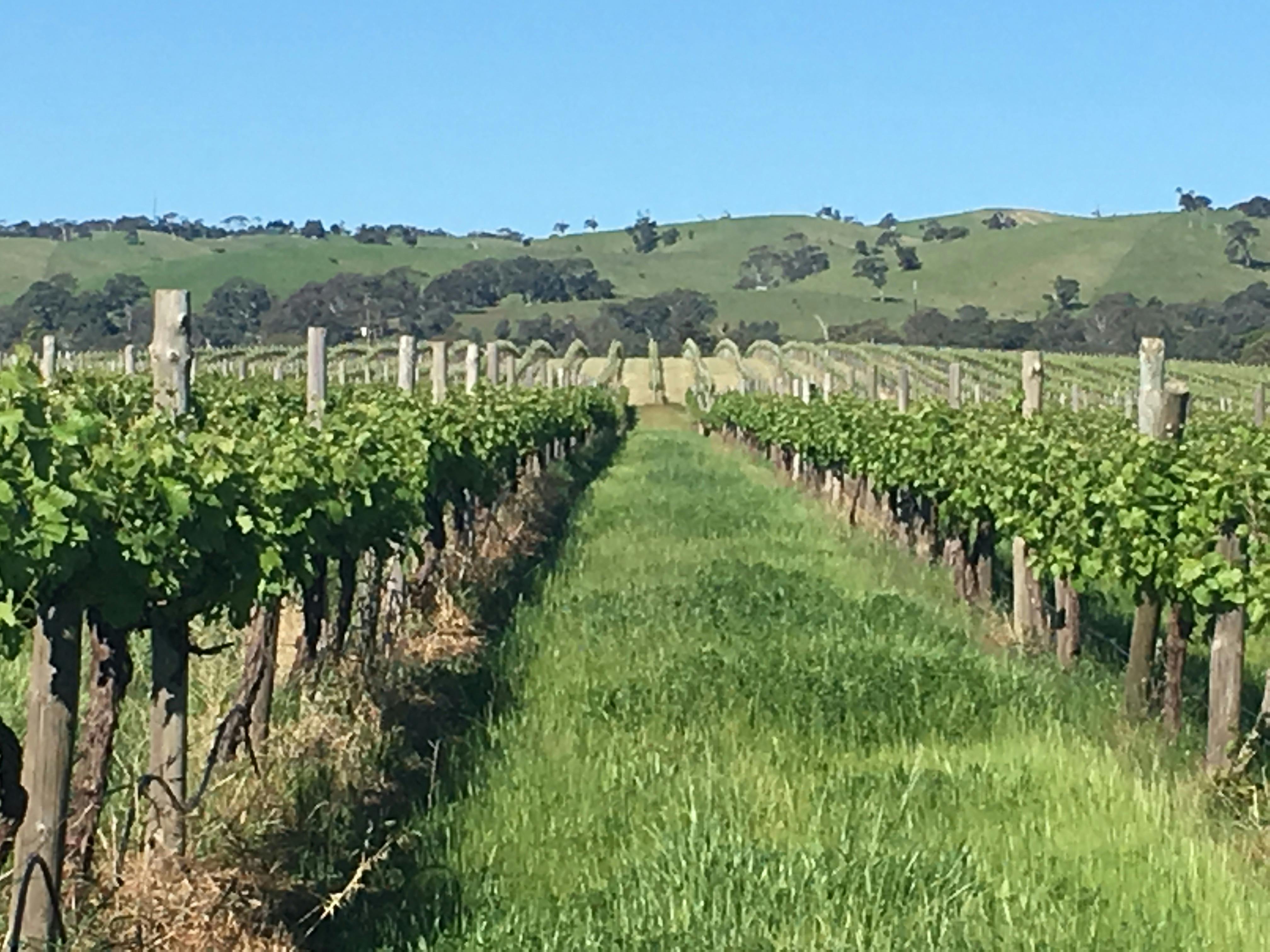 Vineyards & Mount Lofty Ranges along the Food & Wine Walk
