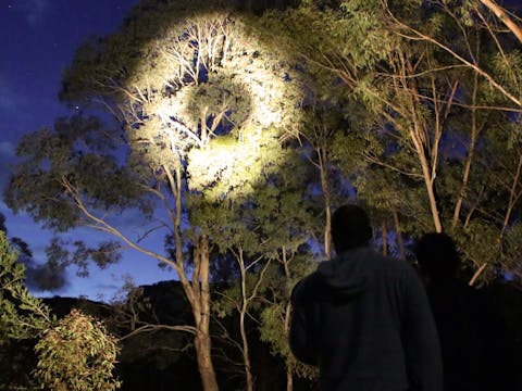 Wollemi Twilight Wildlife Walk