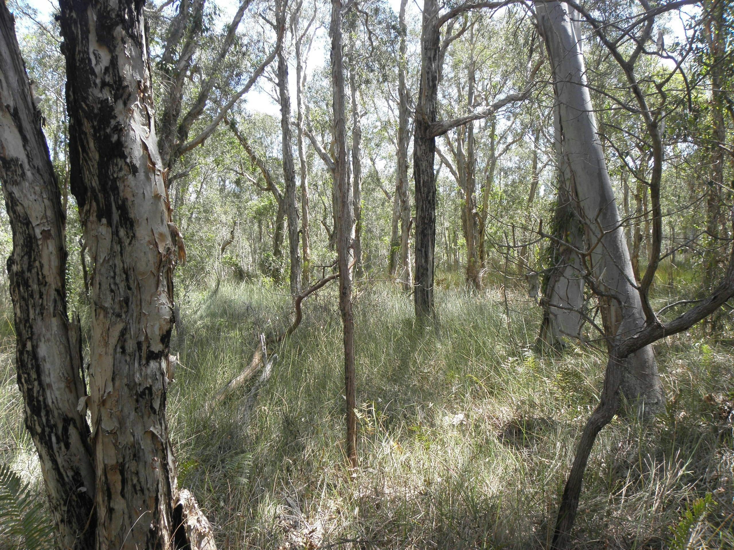 Coastal woodland on Coochiemudlo
