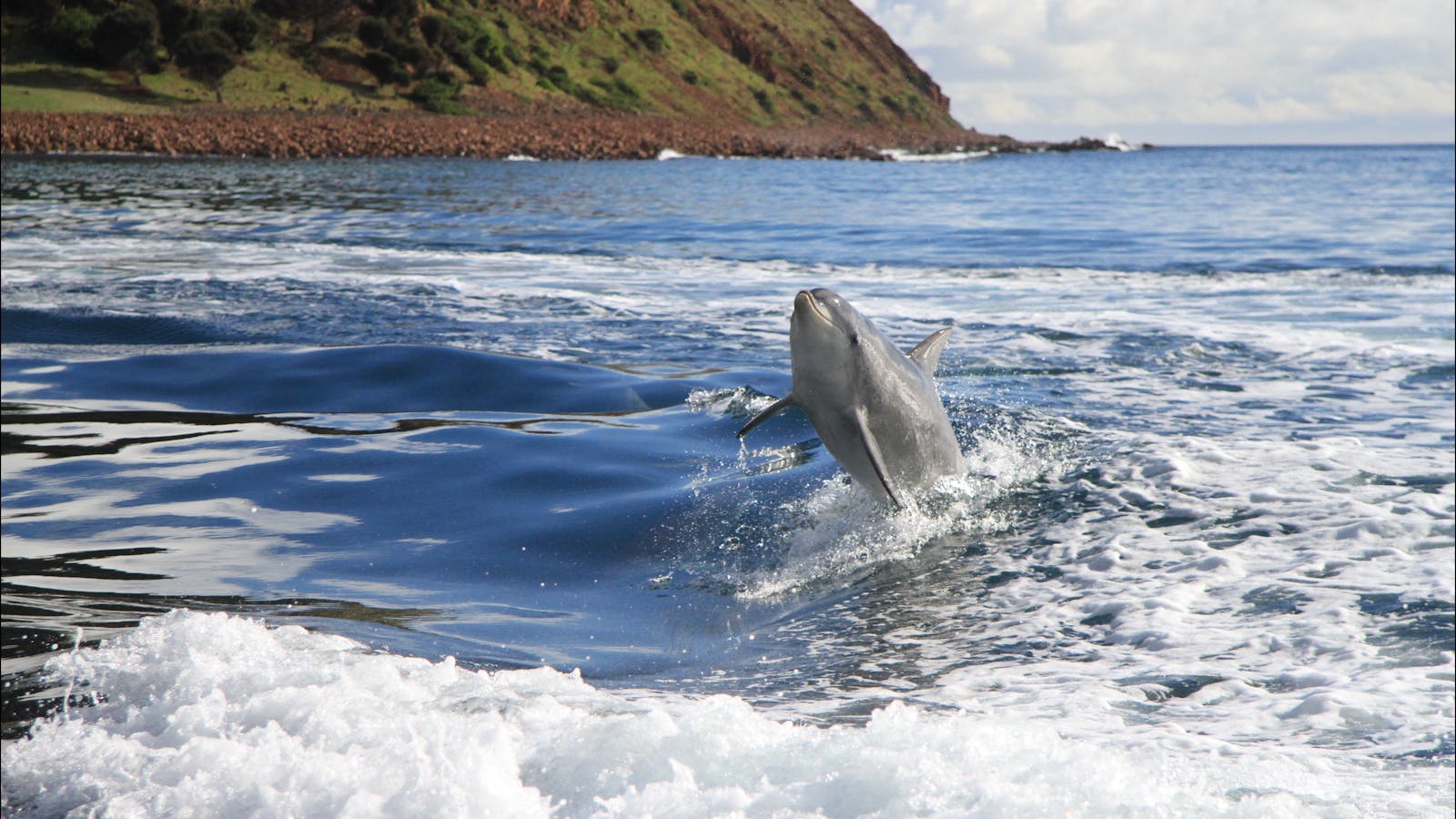 Kangaroo Island Marine Adventures