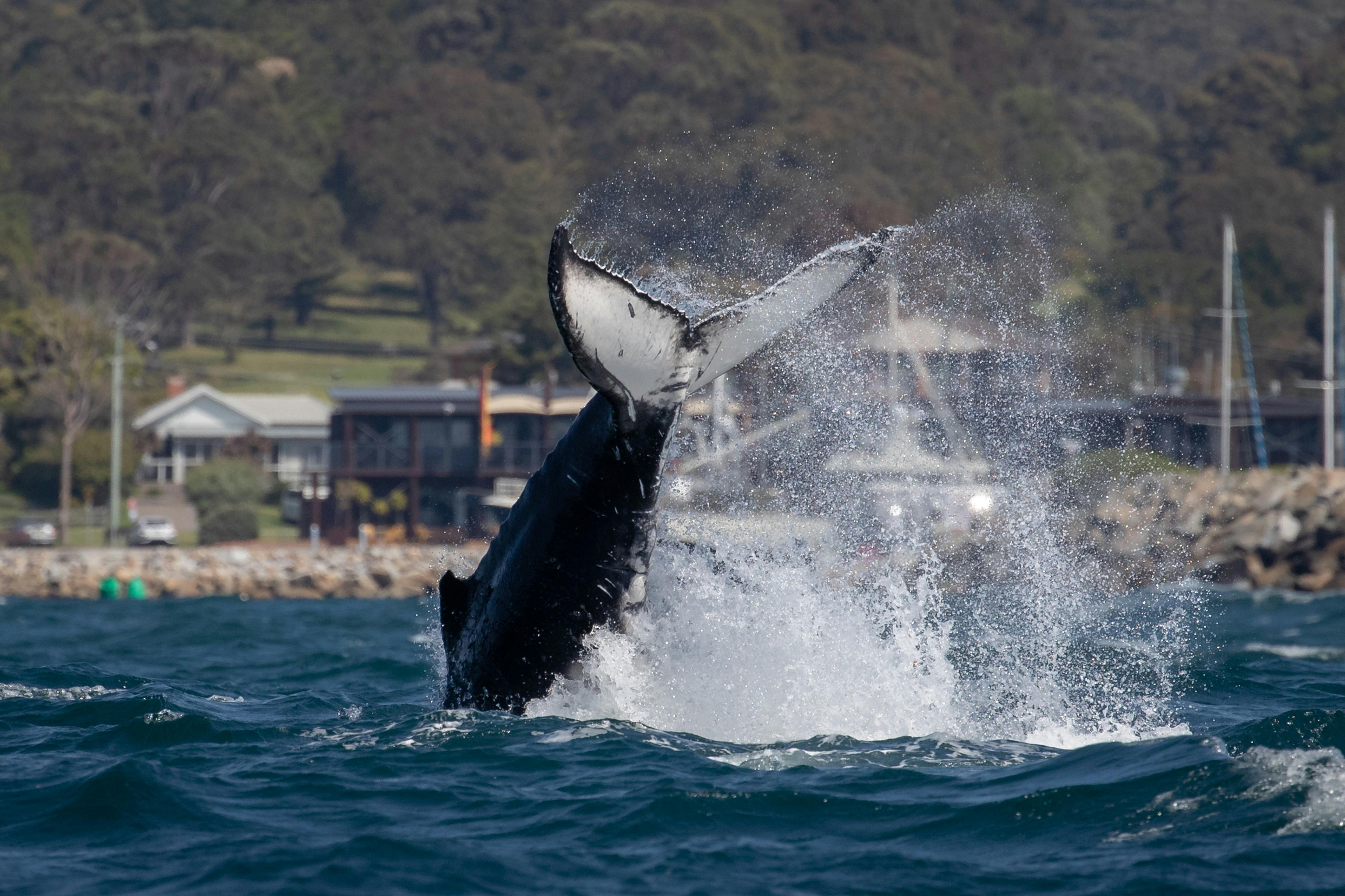 Whale passing Bermagui Harbour, Bermagui whale watching cruise, Sapphire Coastal Adventures