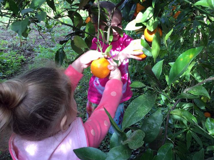 Child picking oranges in orchard
