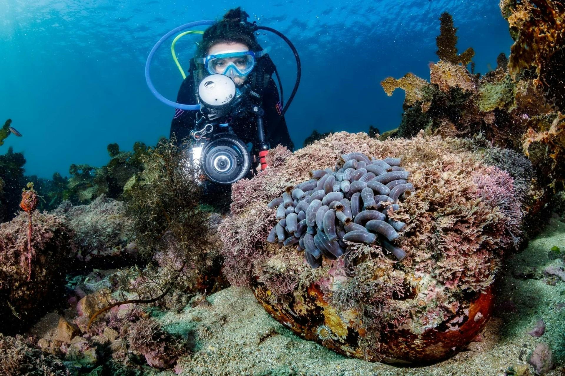 Scuba diver photographing coral and marine life underwater.