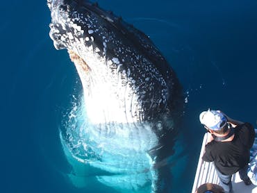 Whalesong Cruises Hervey Bay Humpback Whale spy hop