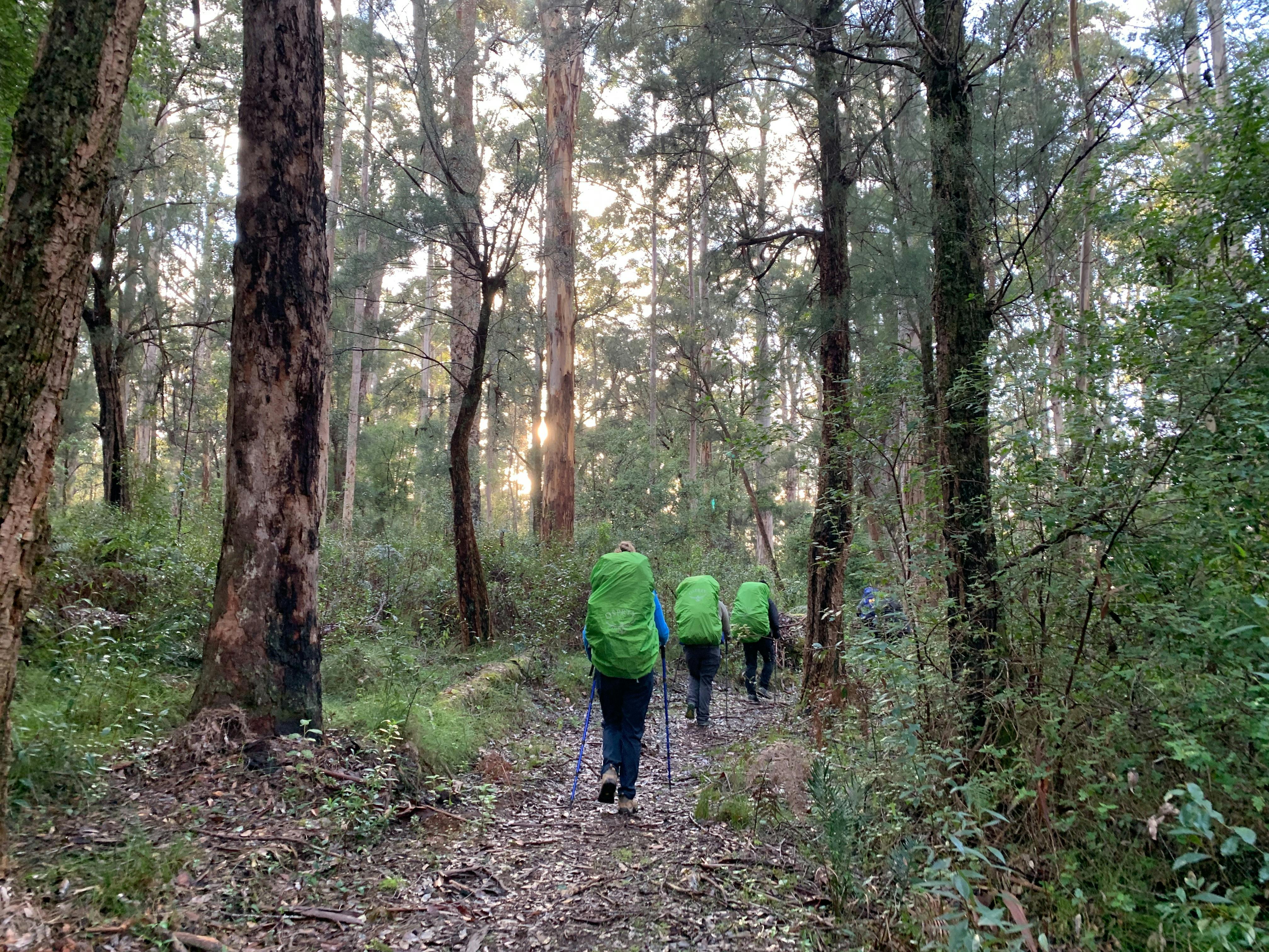 Hiking group walking through forest while sun rays shine through tall trees