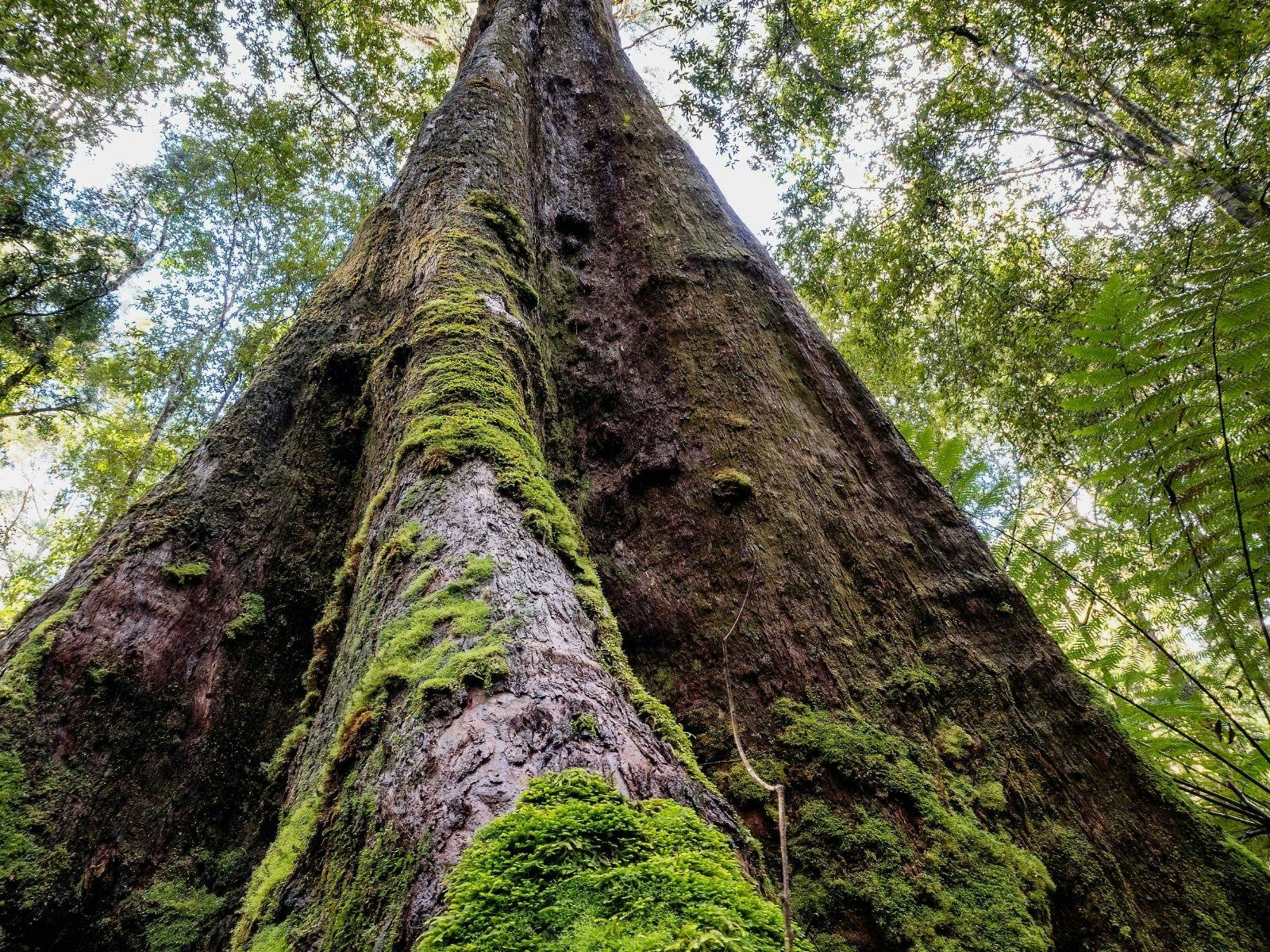 Tarkine forest