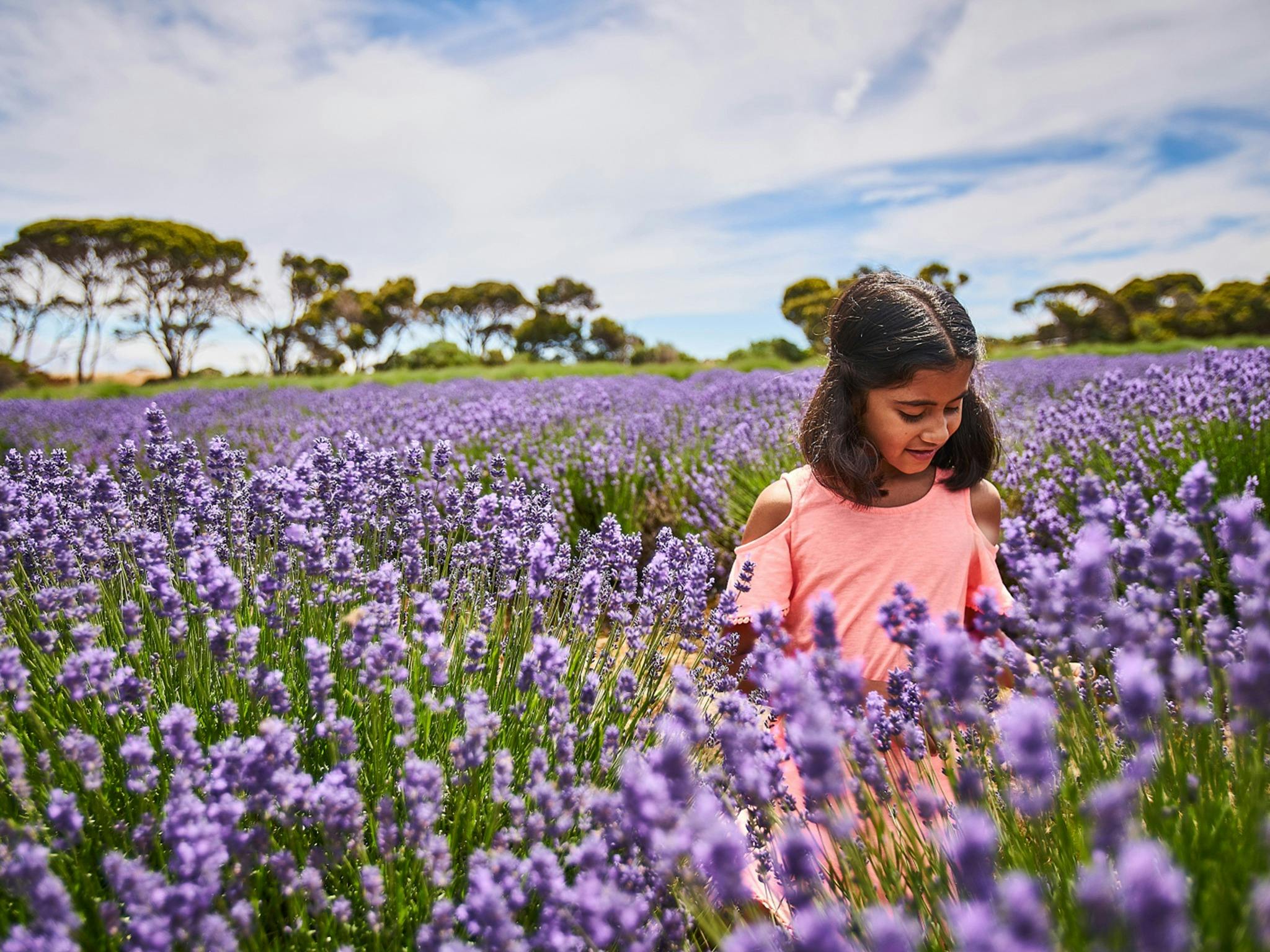 Emu Bay Lavender Farm