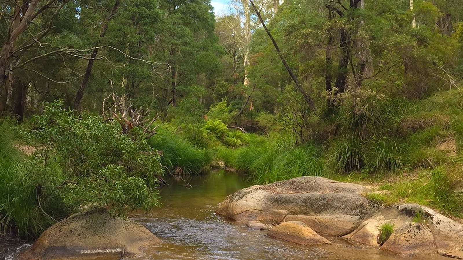 Errinundra National Park