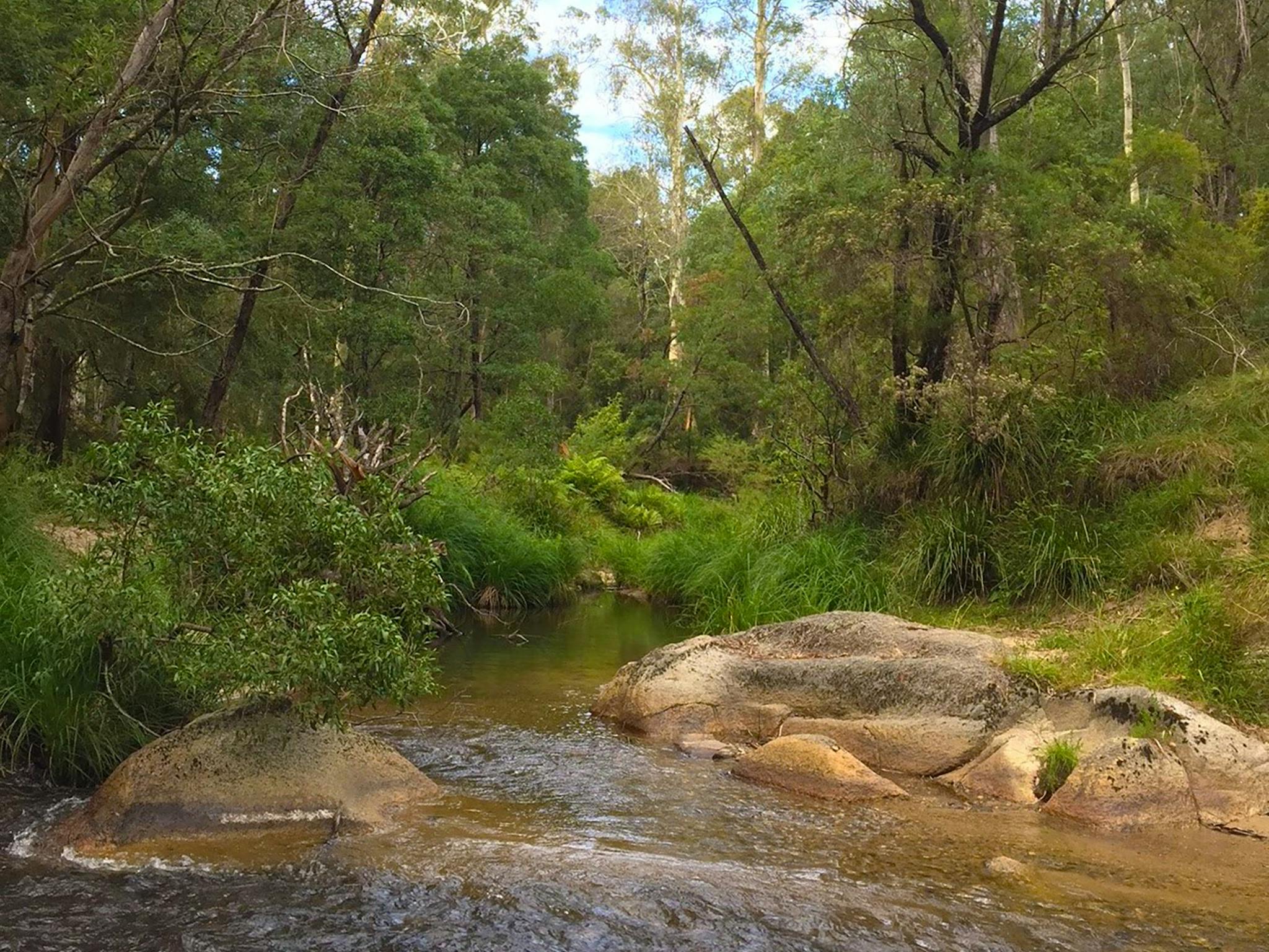 Errinundra National Park. Credit: Matt Zanini