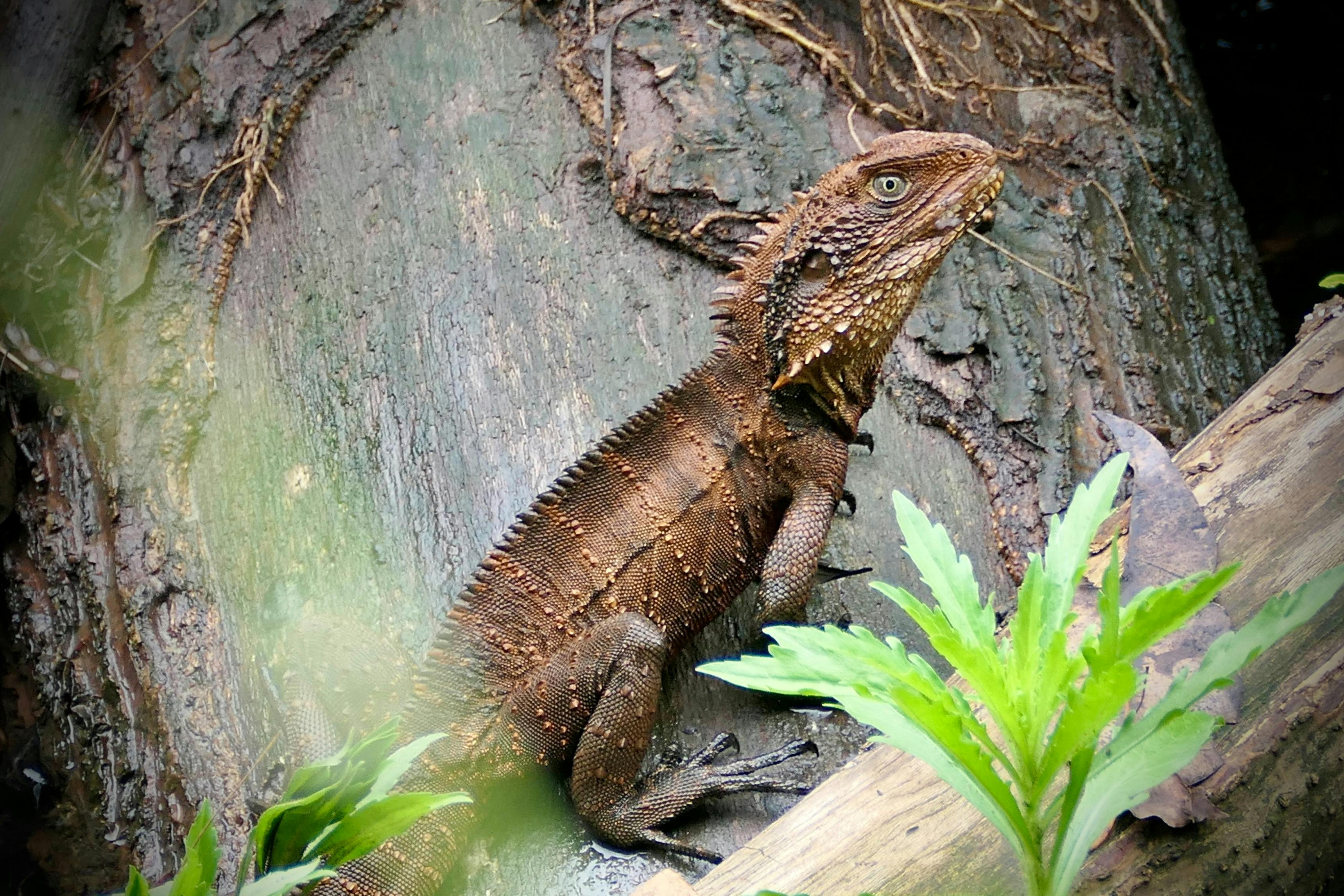 Eastern Water Dragon