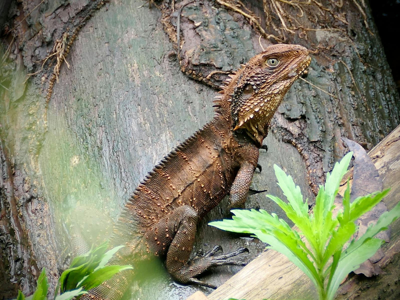 Eastern Water Dragon