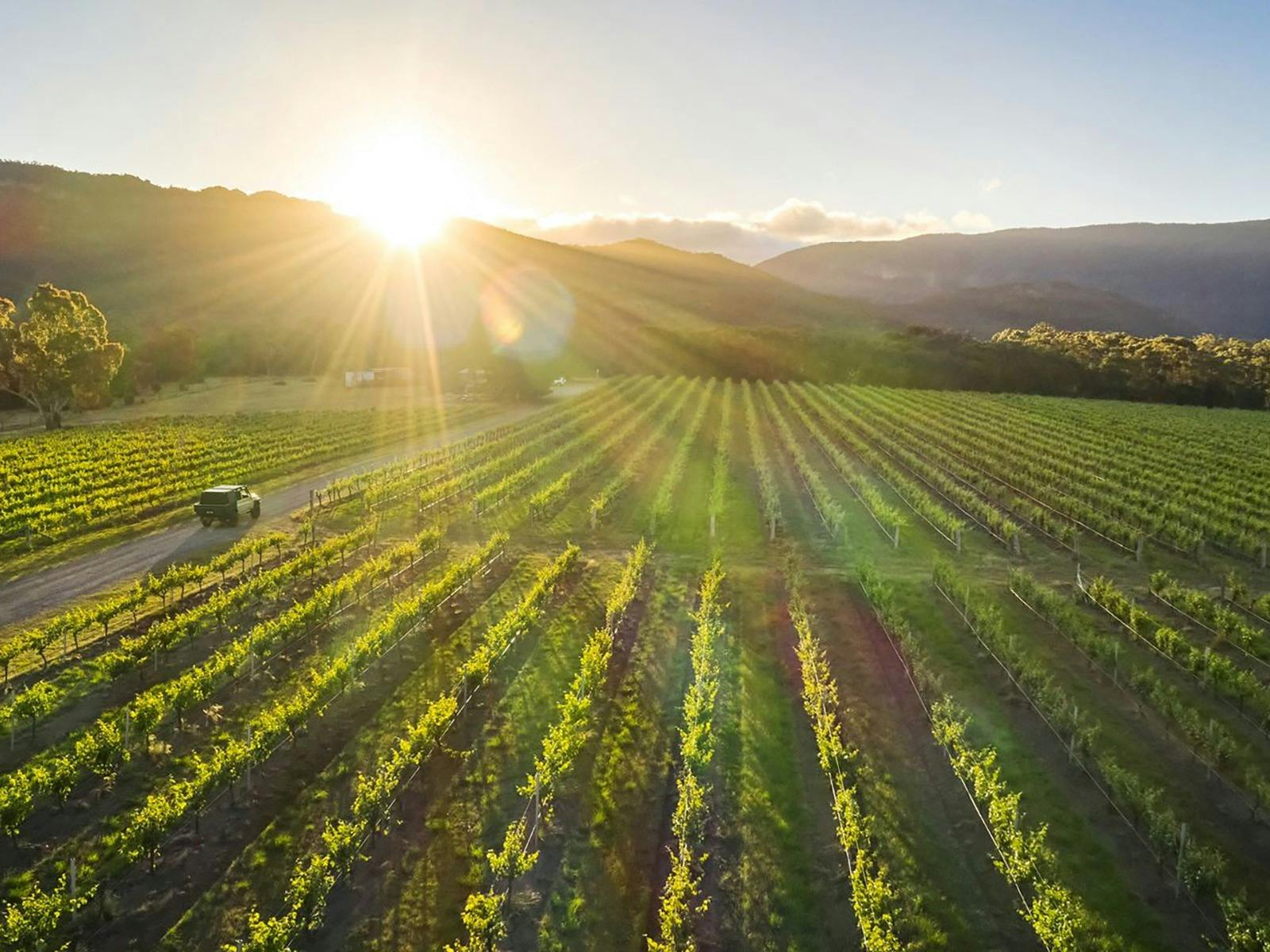 Aerial shot of Fallen Giants Vineyard with the sun and mountains in the background