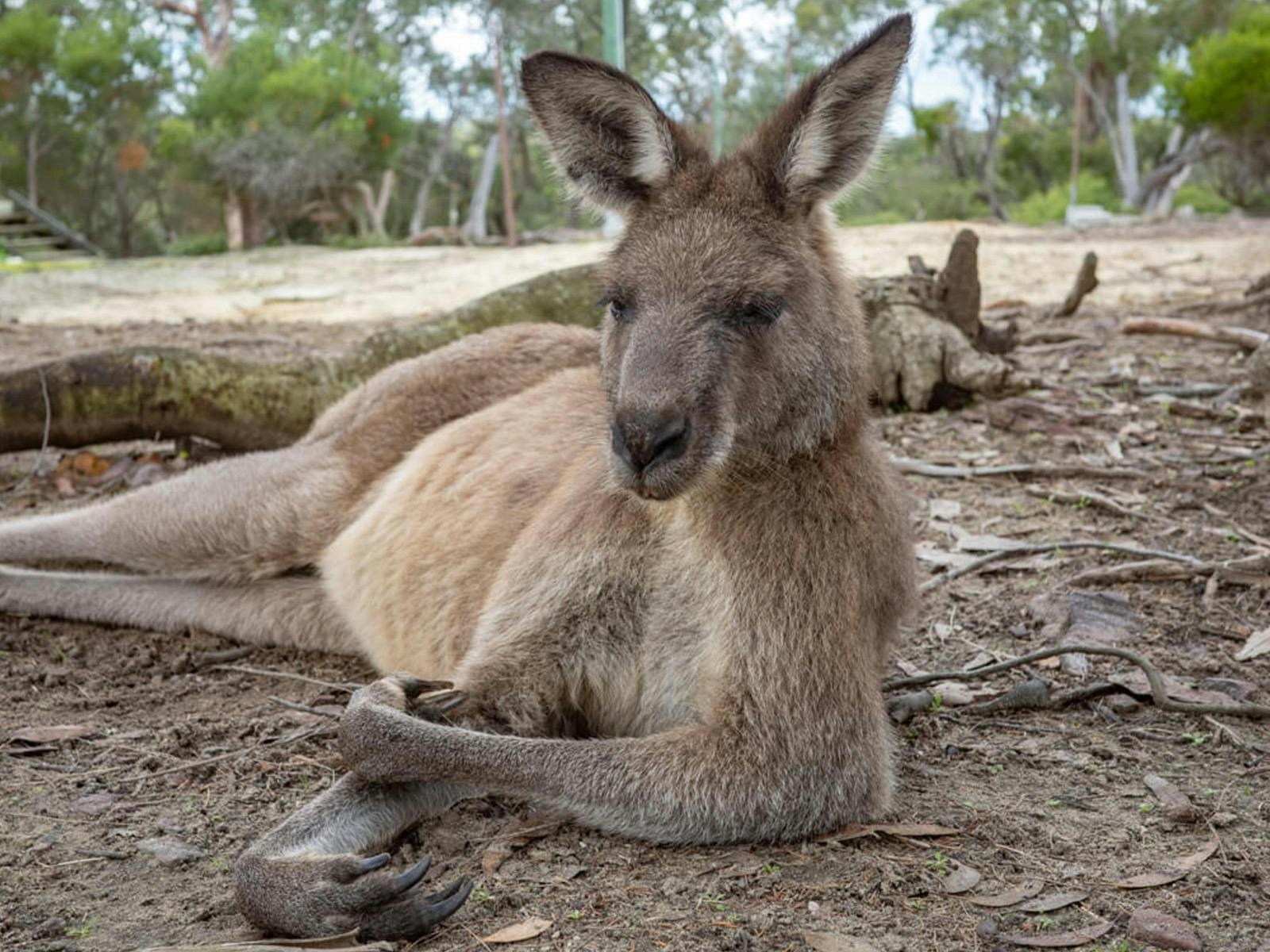休んでいるカンガルー