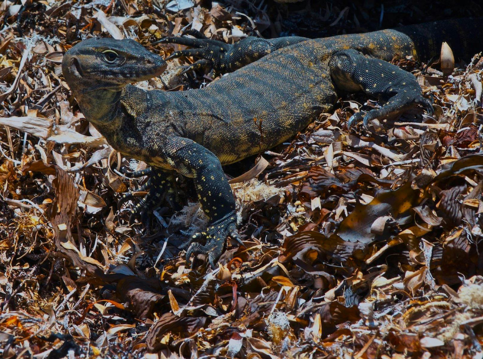 Lizard