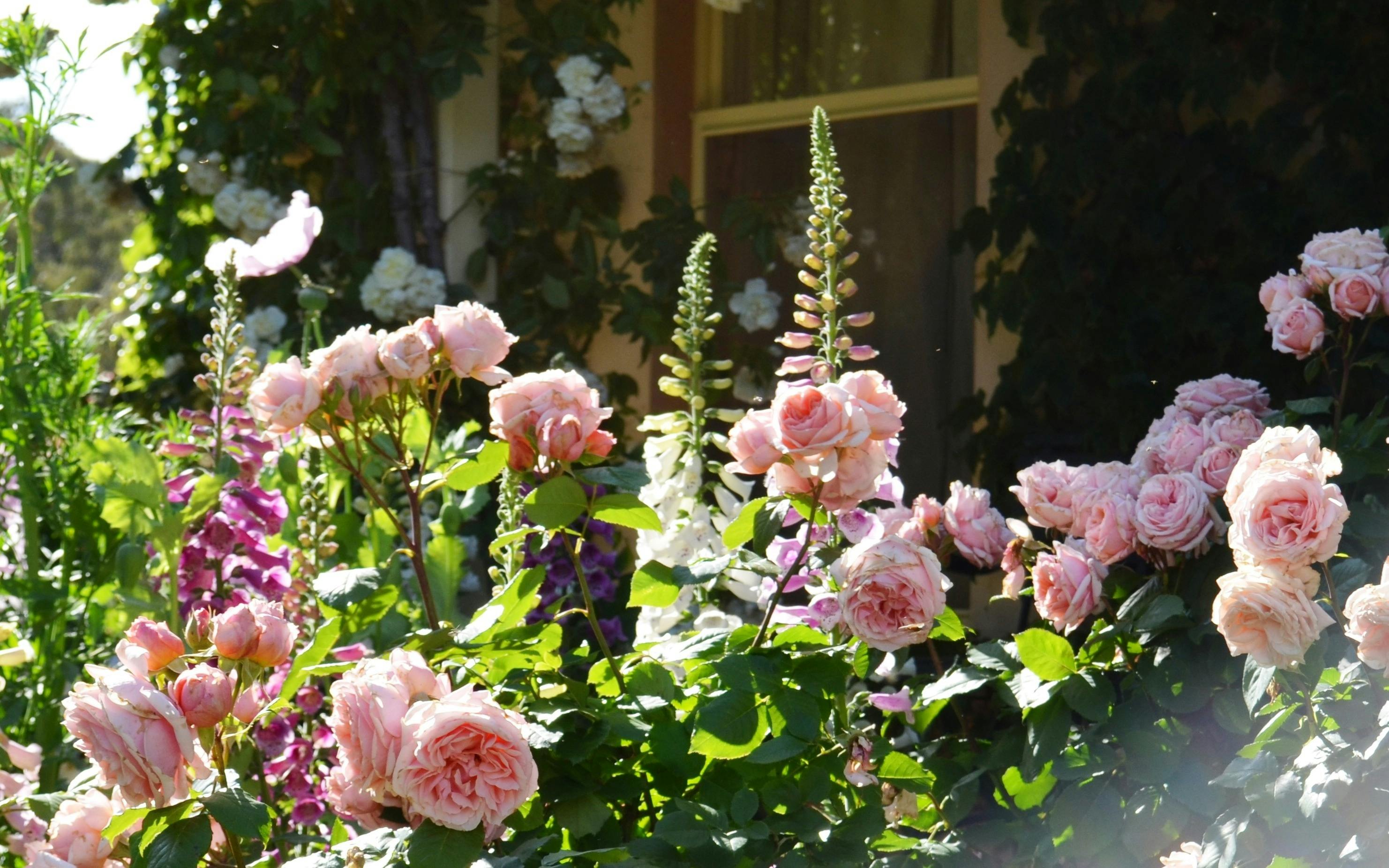 the house garden