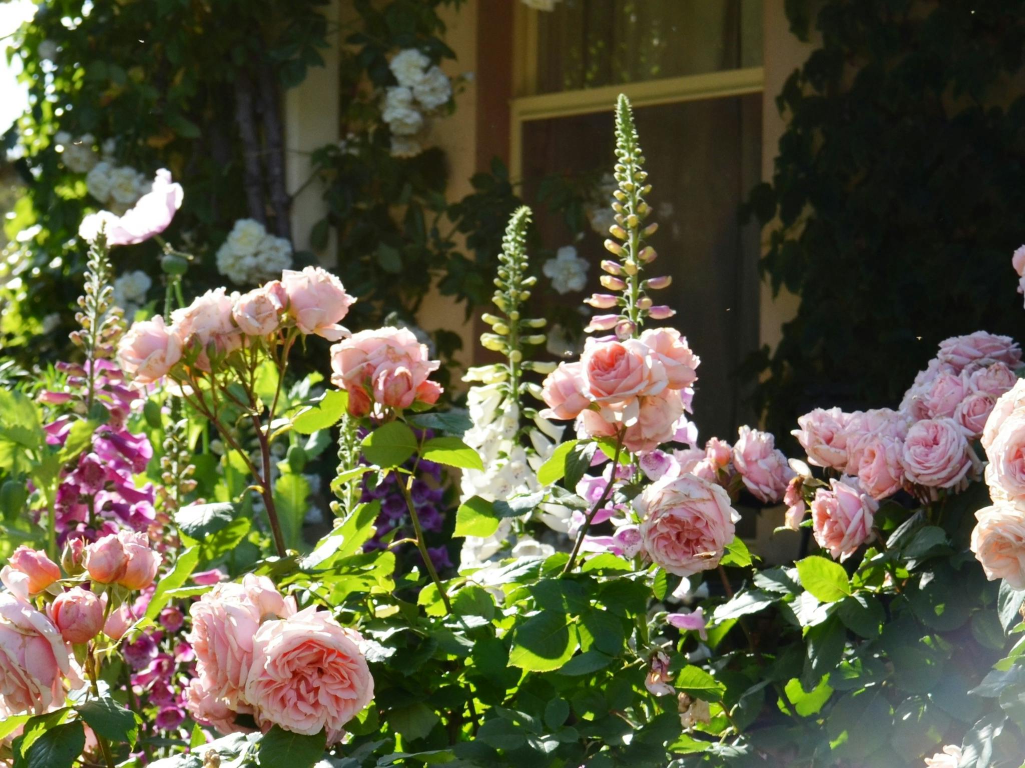 the house garden