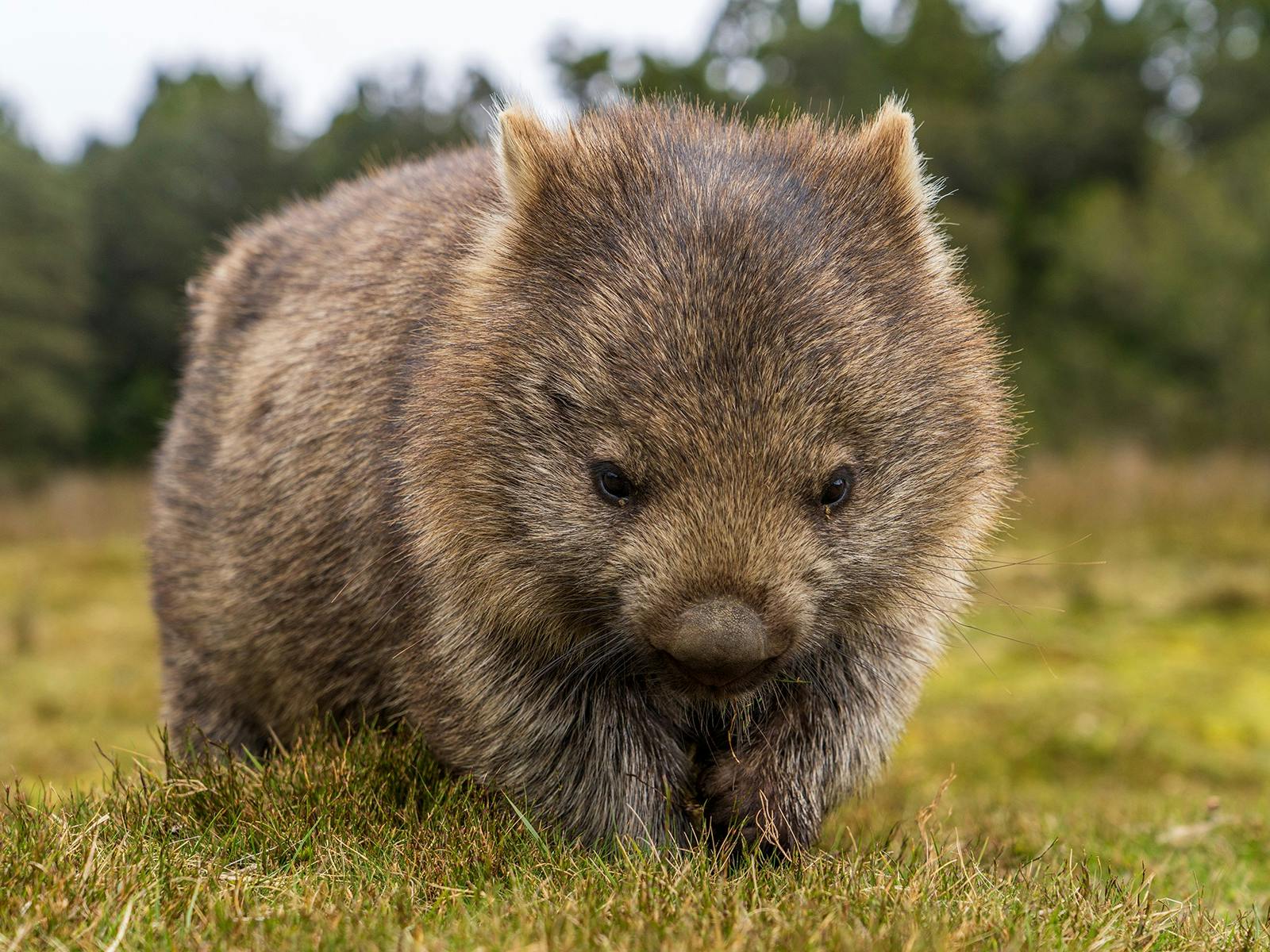 Cradle Mountain Huts Winter wombat