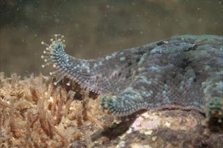 Point Cooke Marine Sanctuary