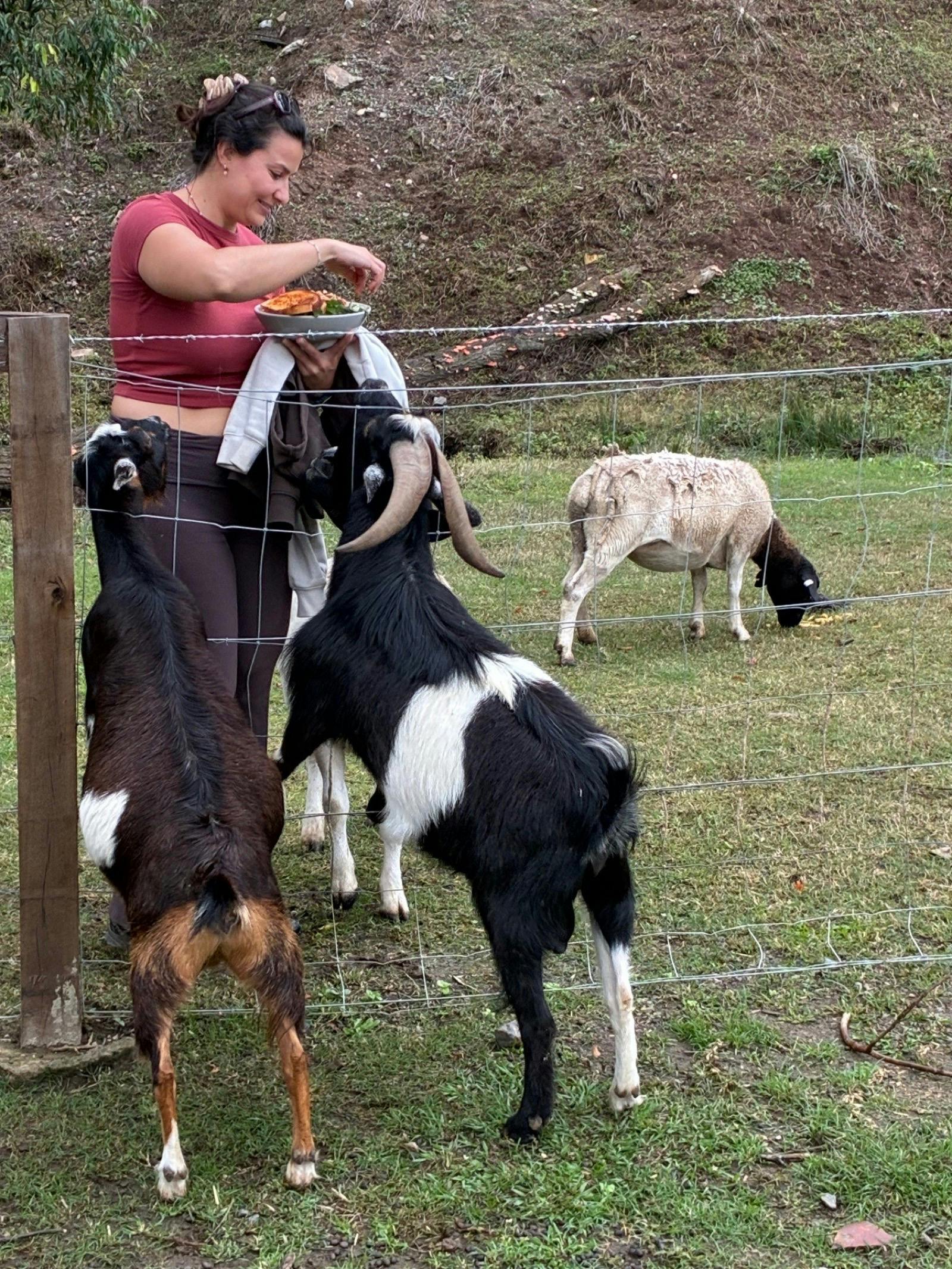 Feeding the hungry goats