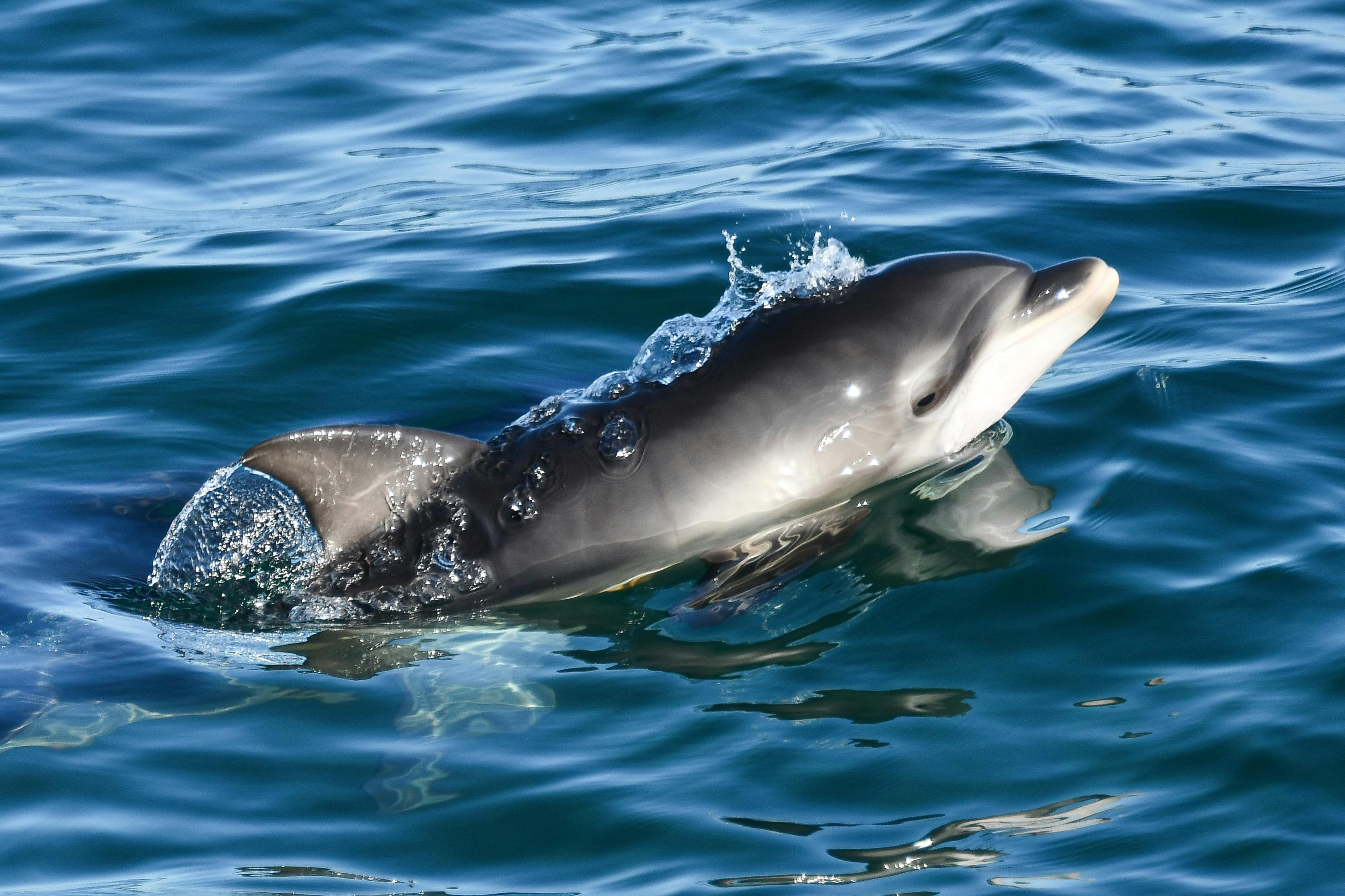 Wild Dolphin Watch, Calf Surfacing