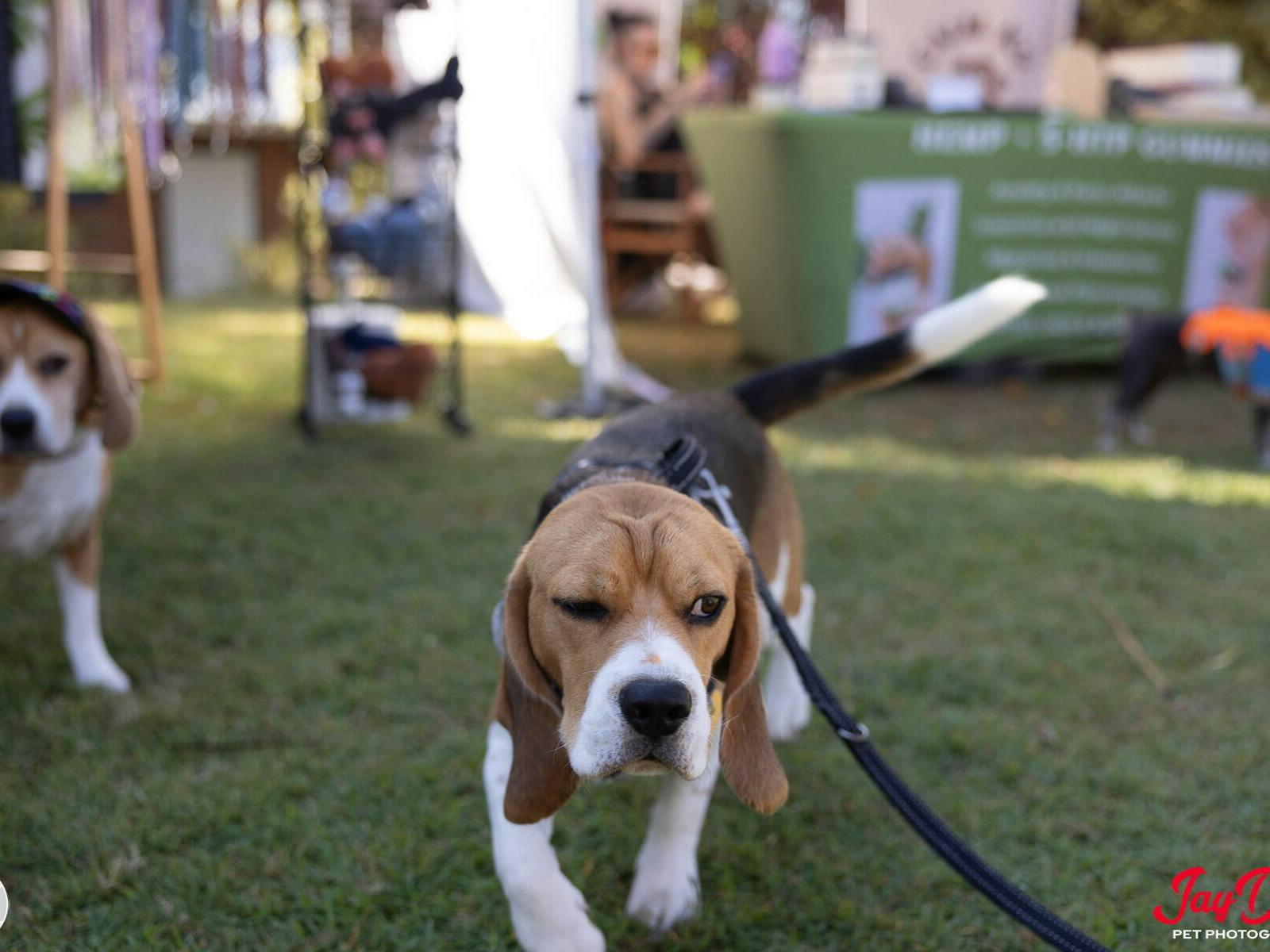 PuppyPalooza PuppyPalooza