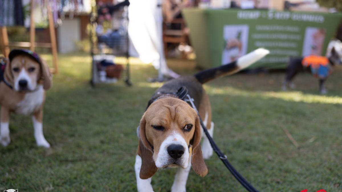 PuppyPalooza