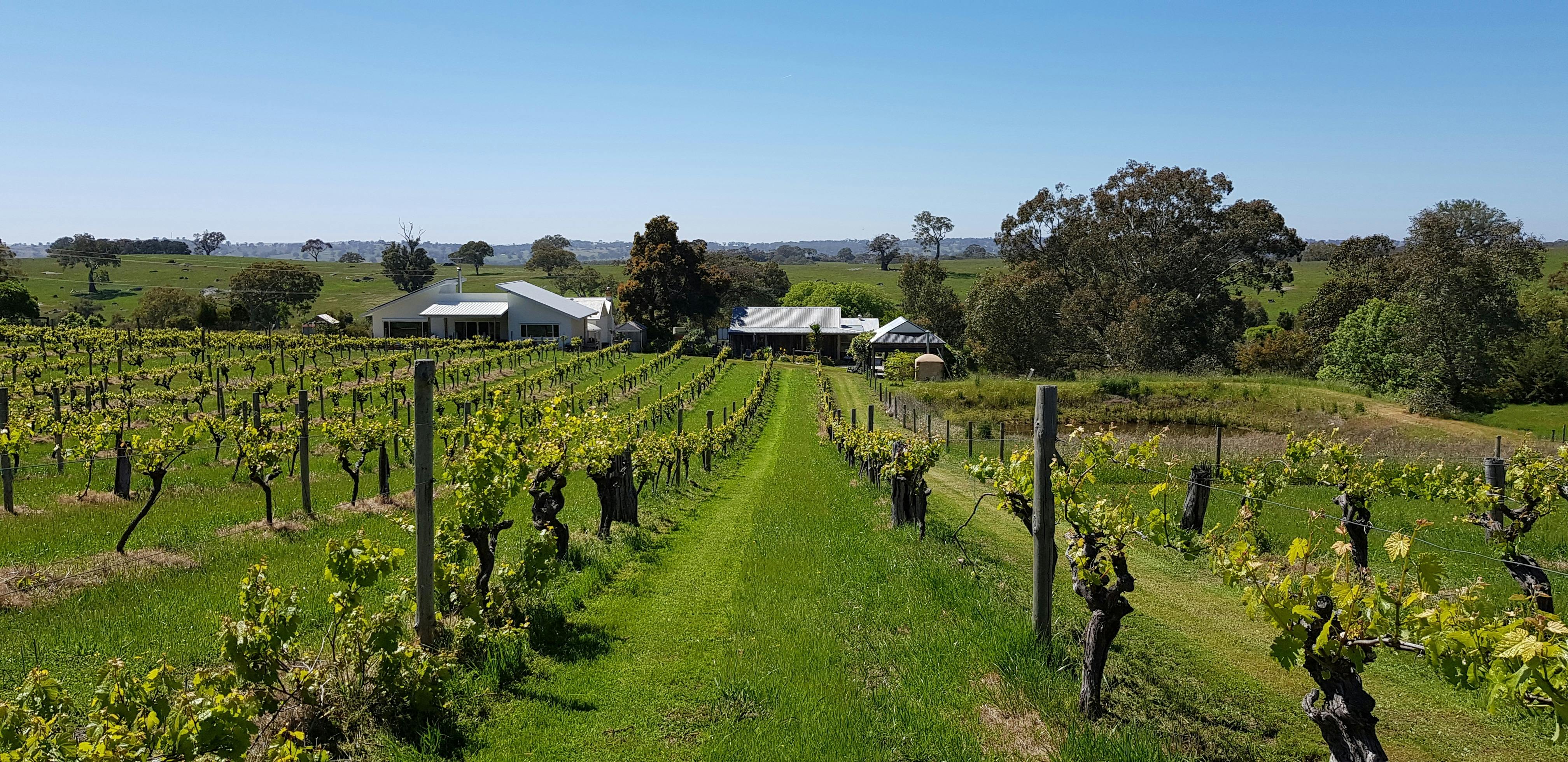 View of flaxman vineyard from the top of the block