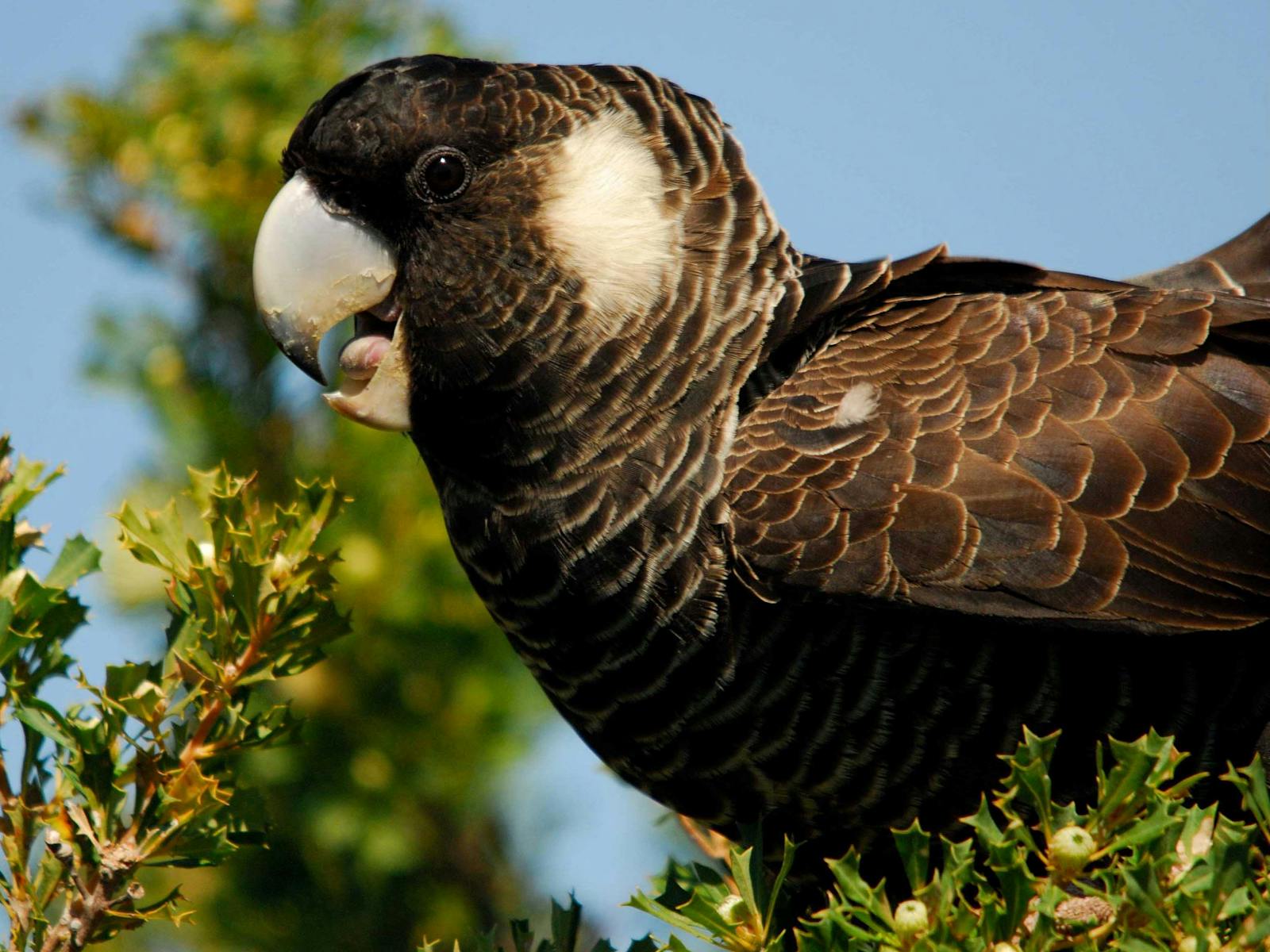 Perth Birds and Bush, Fremantle, Western Australia