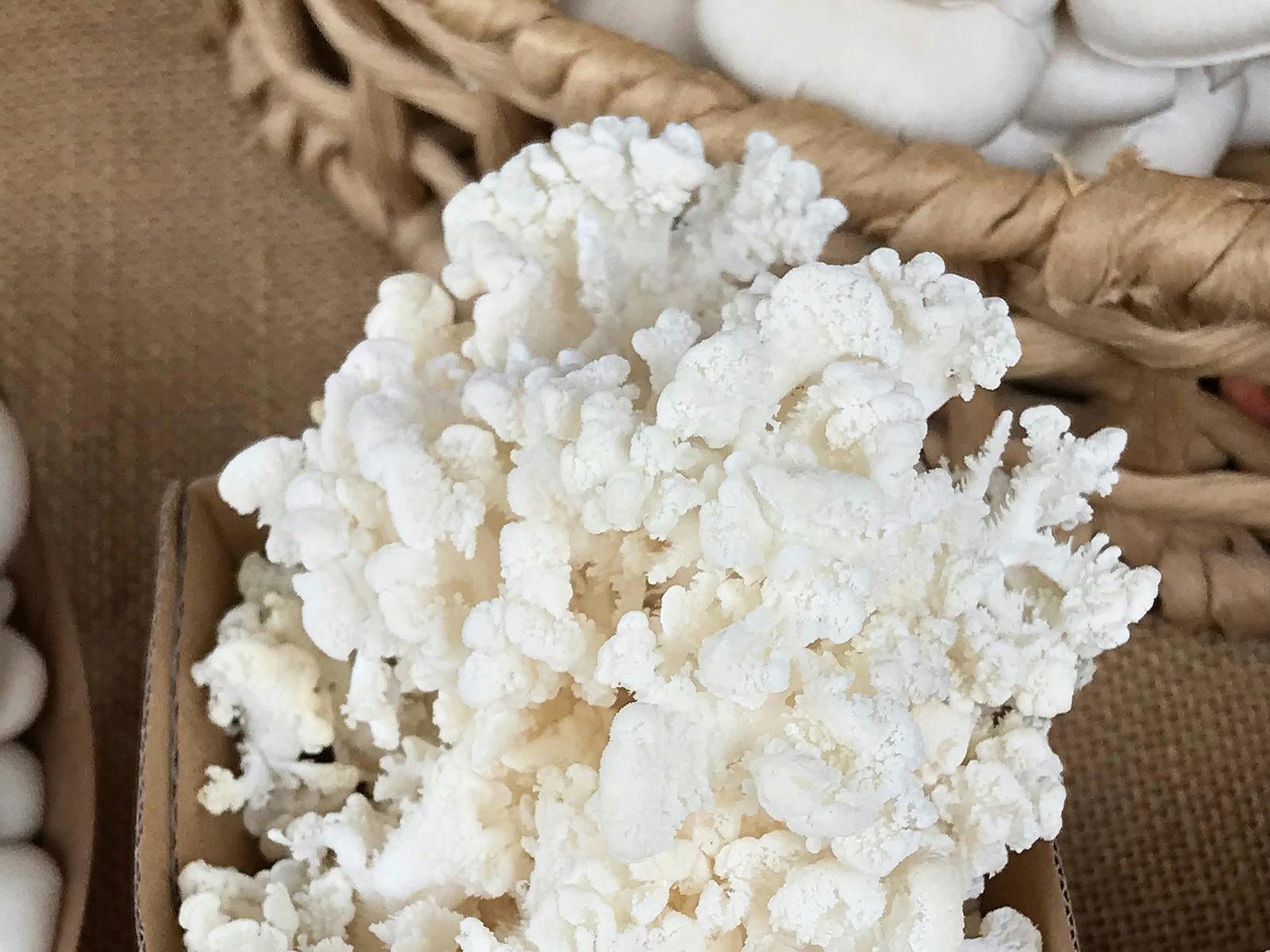 Growers Market visit