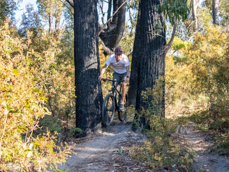 Mountain Biker riding between two black trees