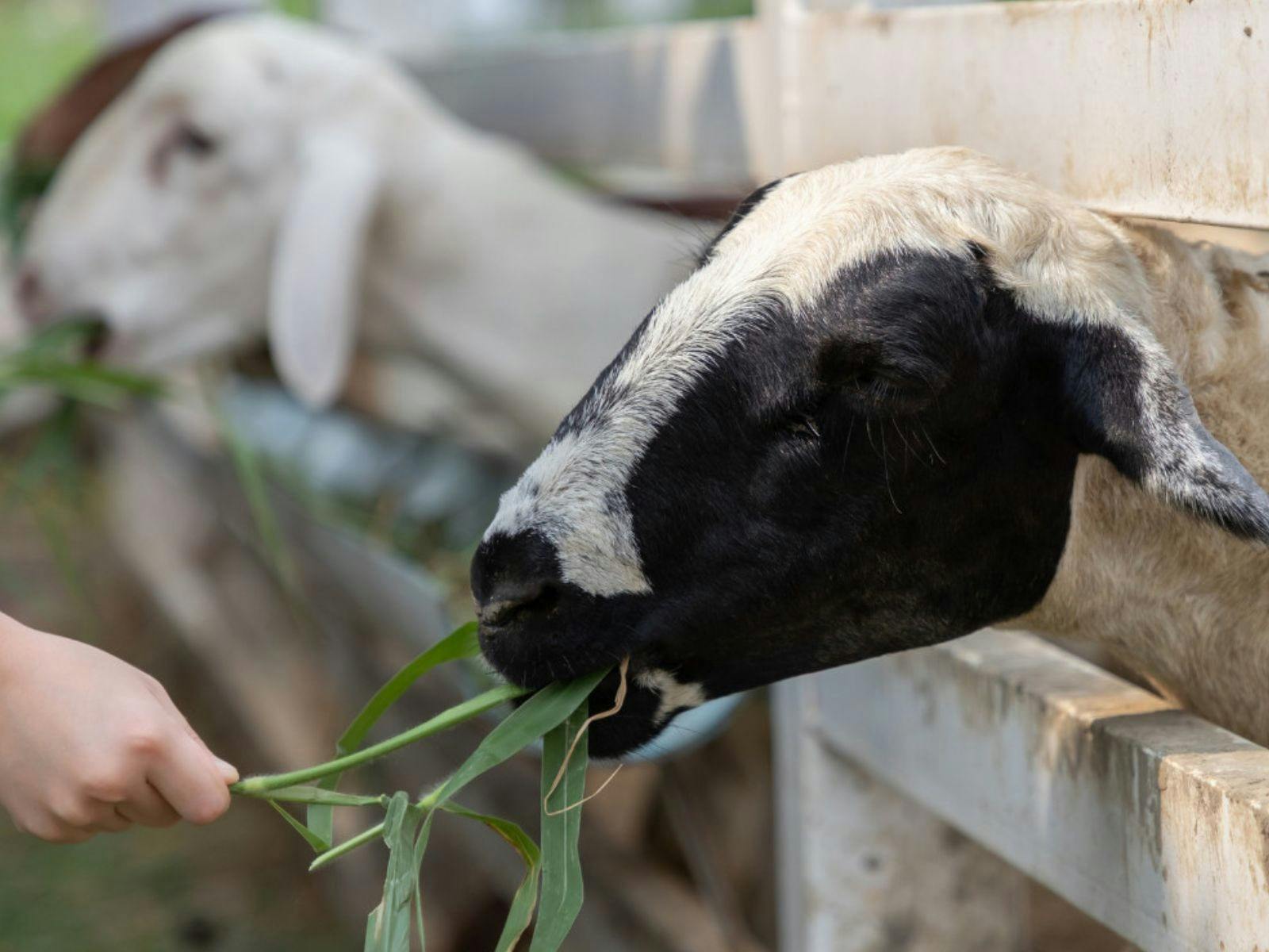 로터 원과 함께하는 4 파인즈 팜 헬리콥터 어드벤처