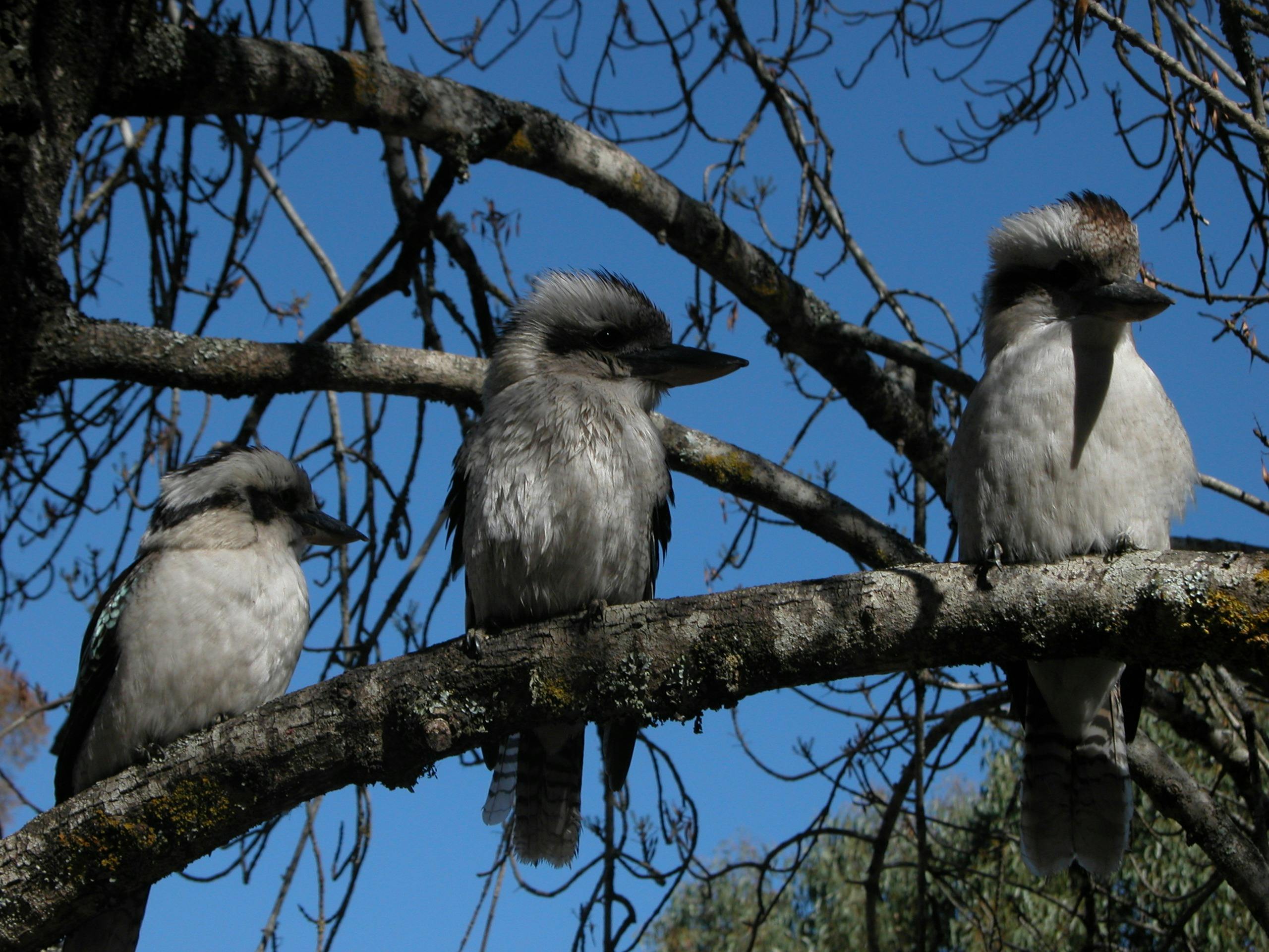Kookaburra's