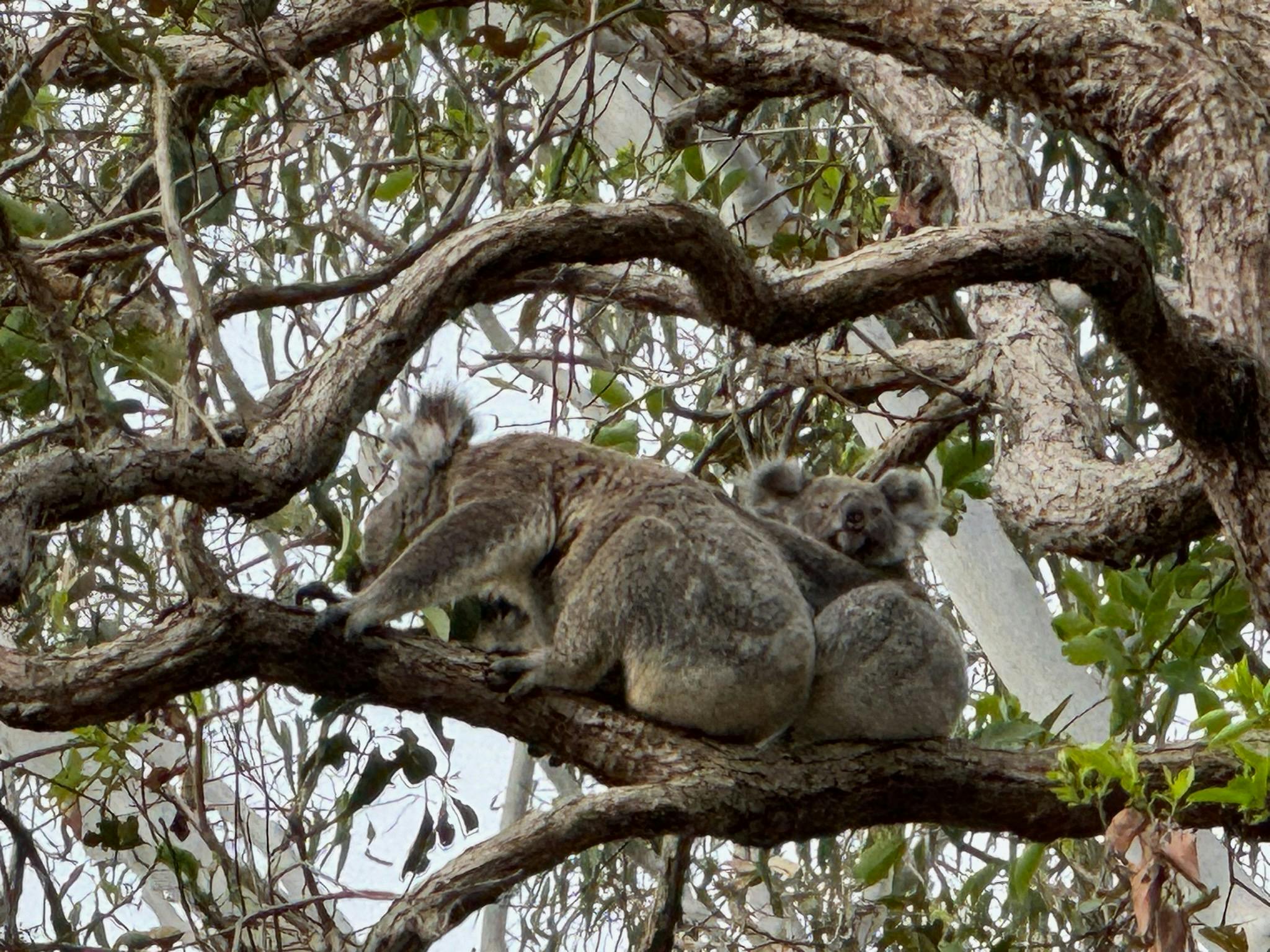 We walk amongst the koala home We walk amongst the koala home
