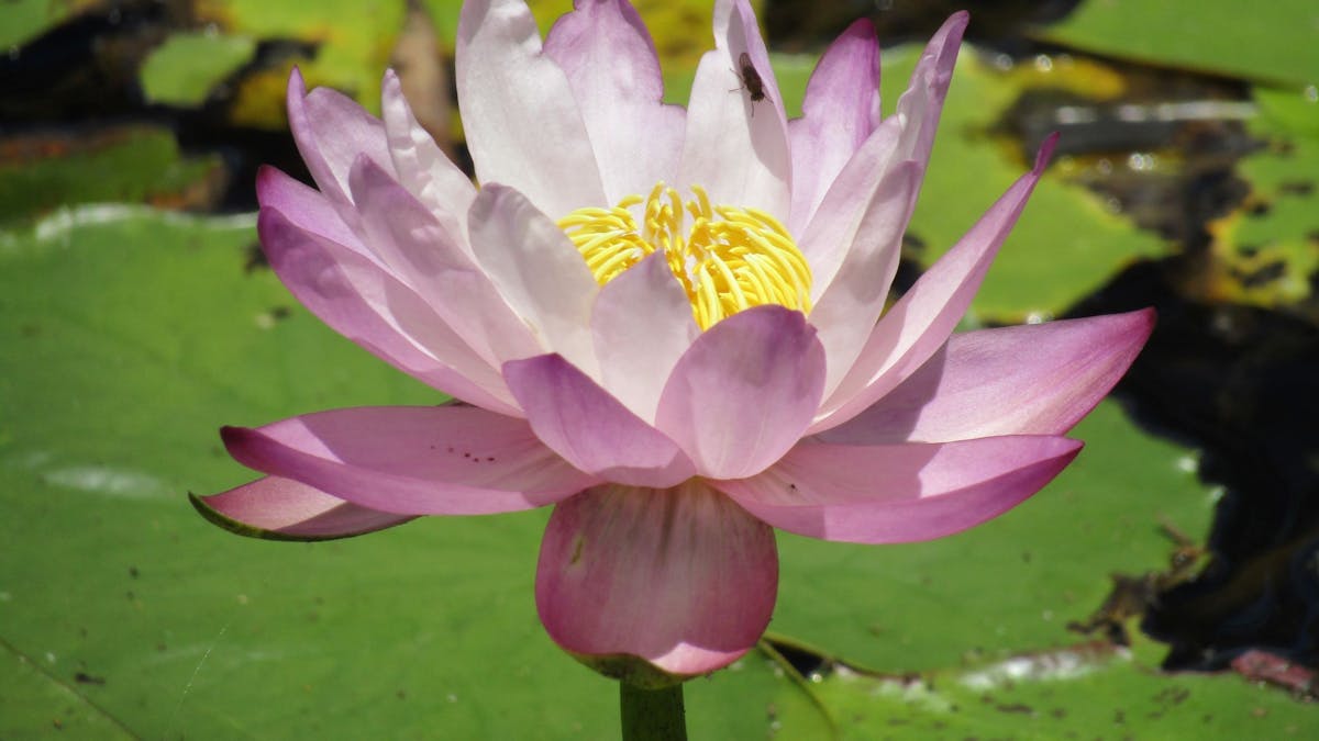 Nymphaea gigantea var rosea