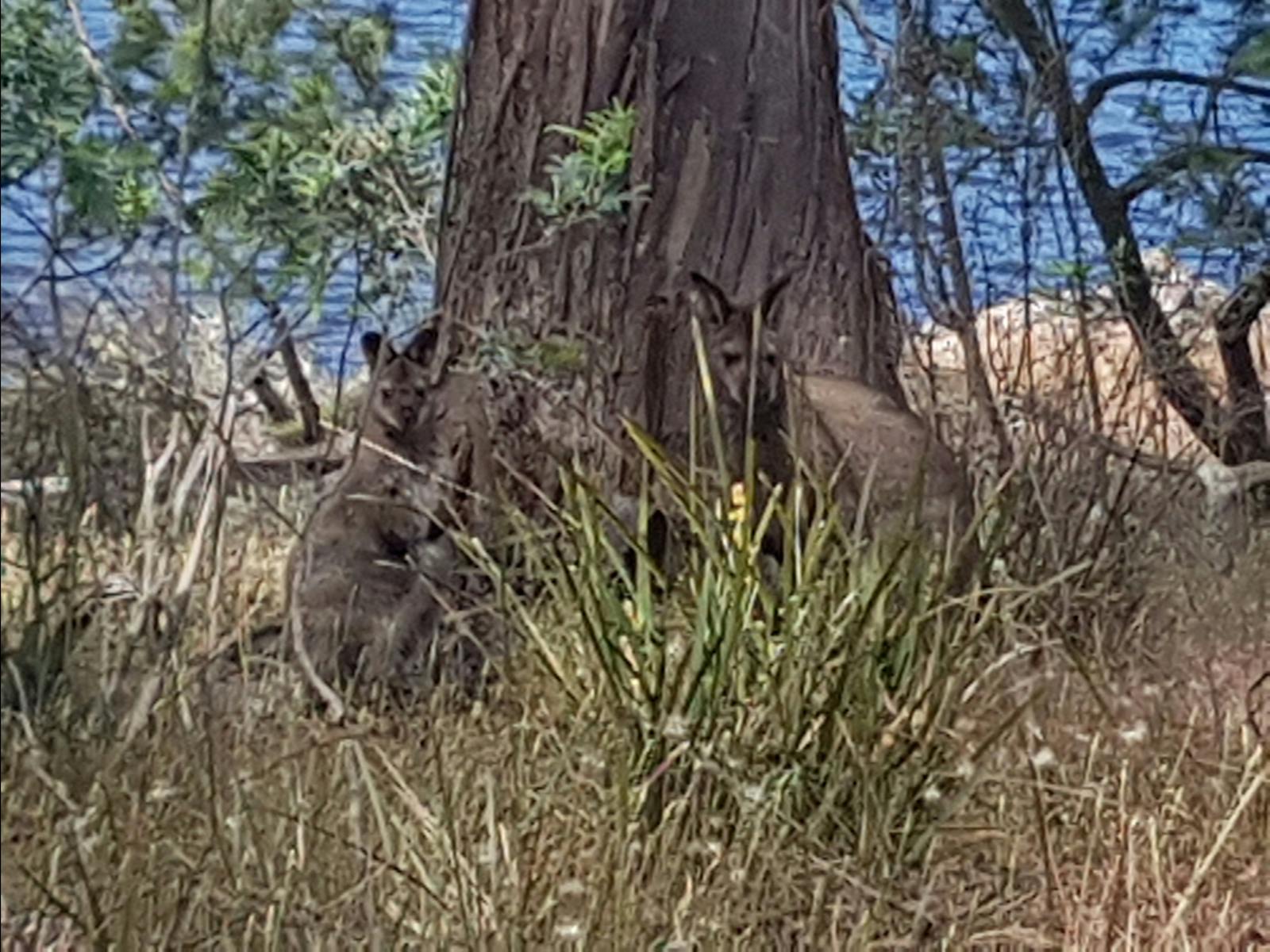 Forest Walk Wallabies