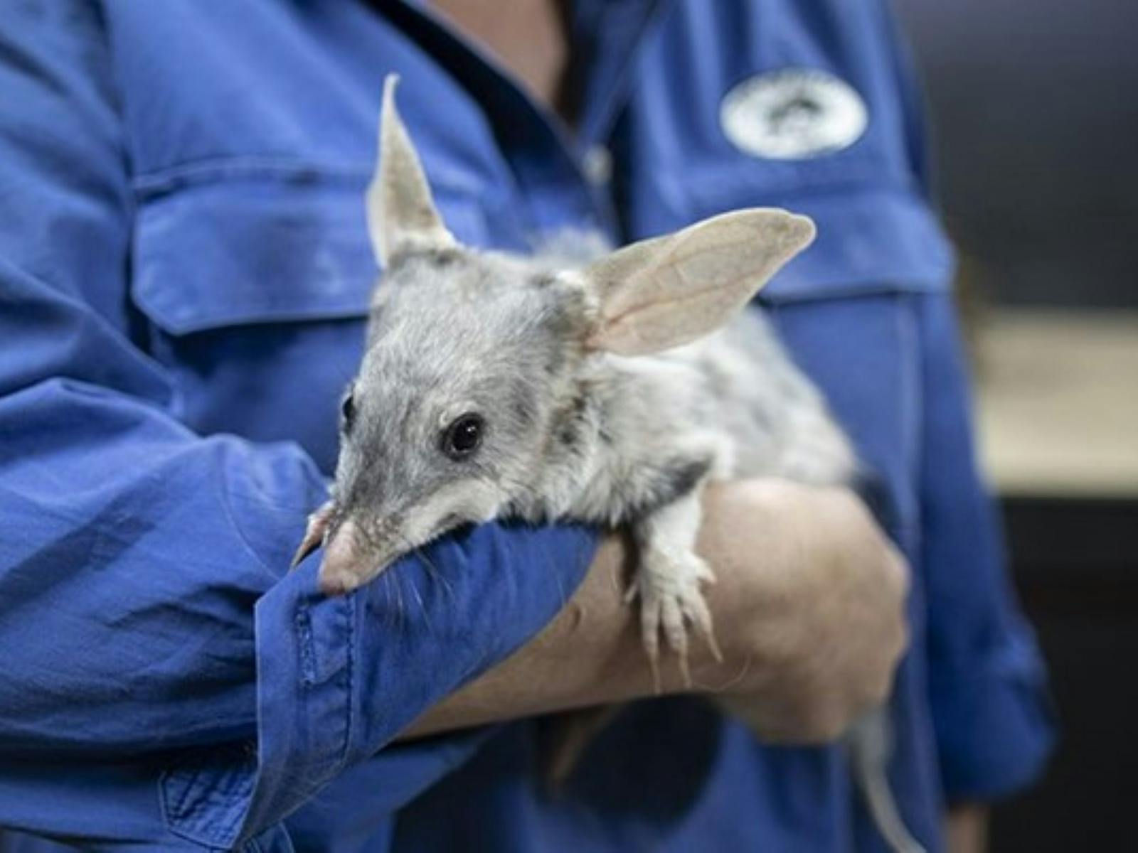 A Bilby being held by a Volunteer A Bilby being held by a Volunteer